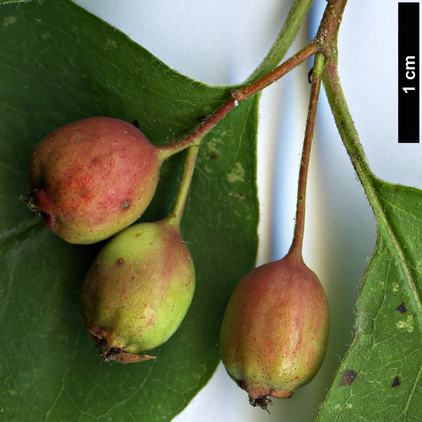 High resolution image: Family: Rosaceae - Genus: Cotoneaster - Taxon: pseudomongolicus