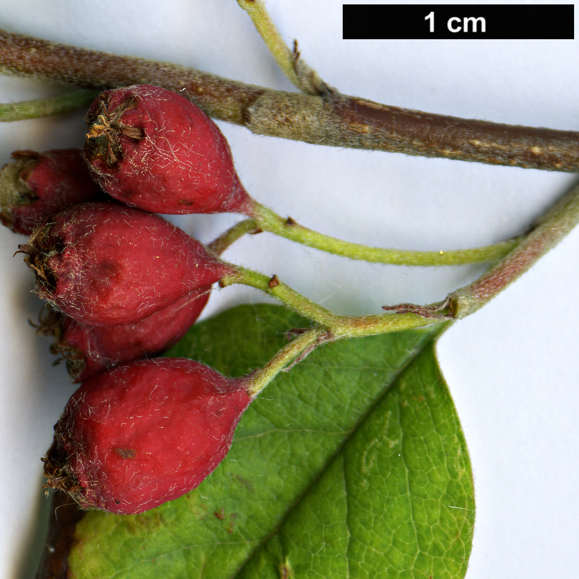 High resolution image: Family: Rosaceae - Genus: Cotoneaster - Taxon: pseudomultiflorus