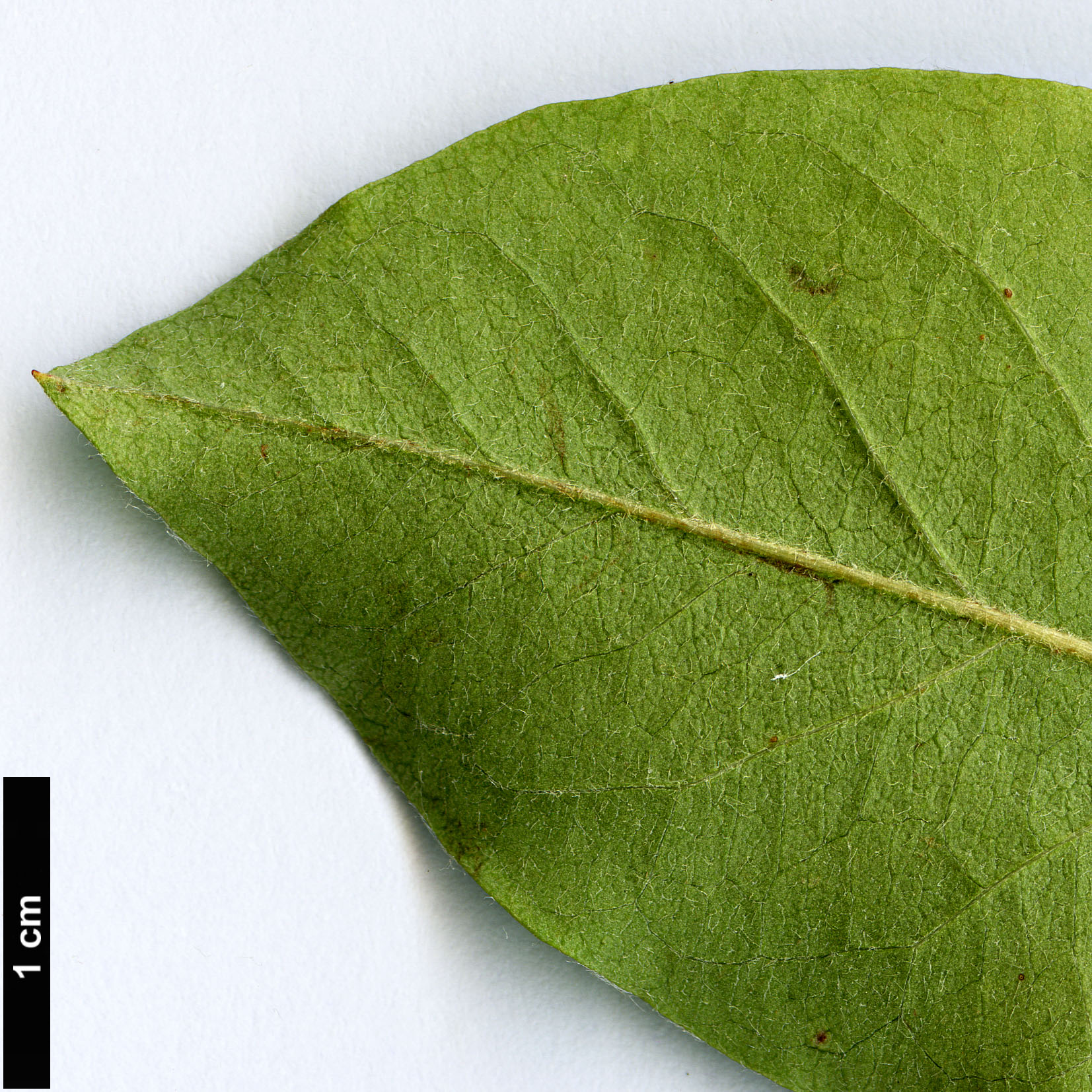 High resolution image: Family: Rosaceae - Genus: Cotoneaster - Taxon: purpurascens