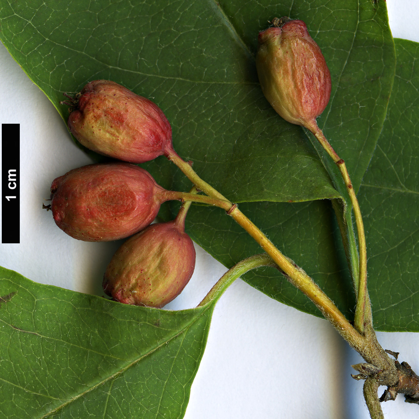 High resolution image: Family: Rosaceae - Genus: Cotoneaster - Taxon: purpurascens