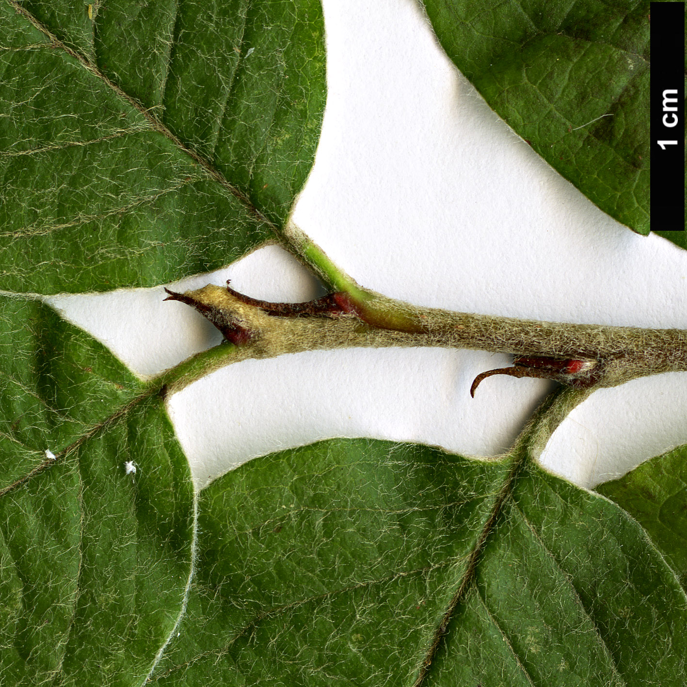 High resolution image: Family: Rosaceae - Genus: Cotoneaster - Taxon: rannensis