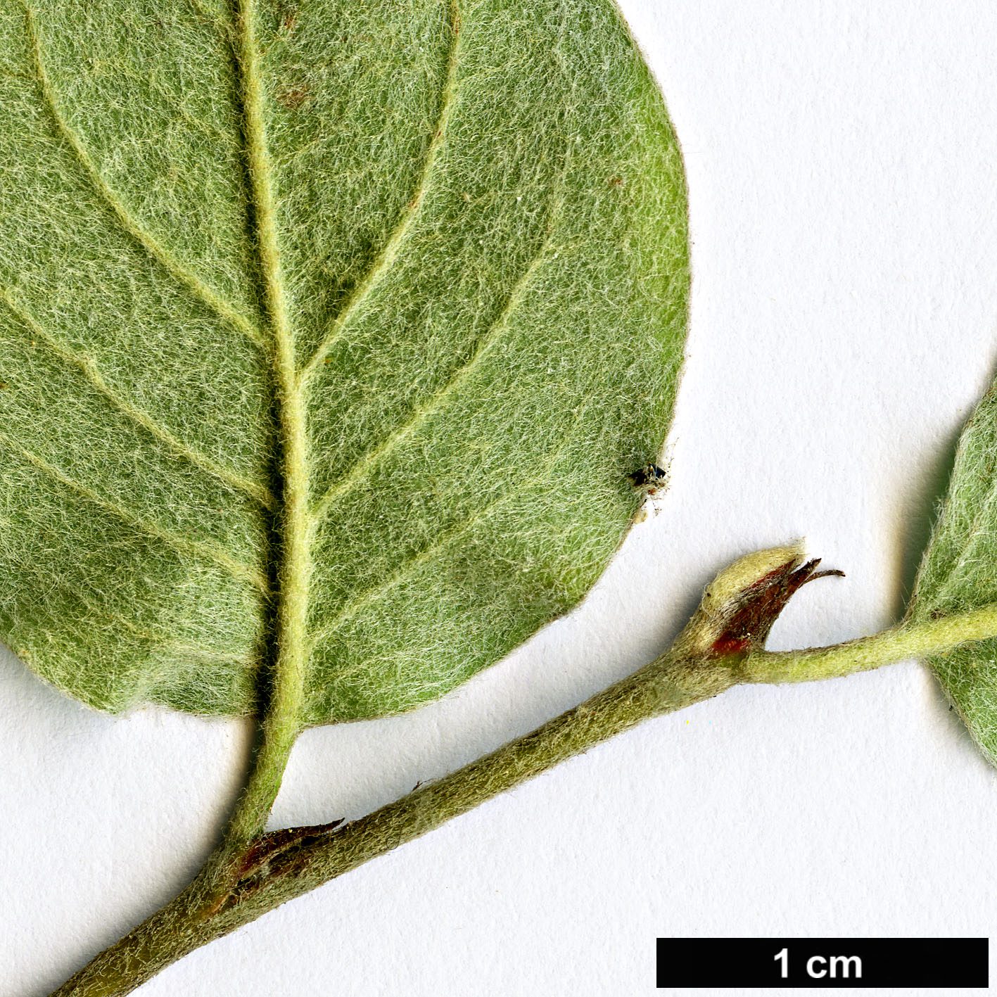 High resolution image: Family: Rosaceae - Genus: Cotoneaster - Taxon: rannensis