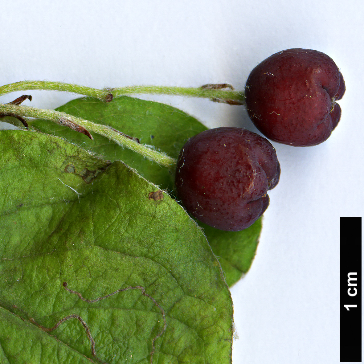 High resolution image: Family: Rosaceae - Genus: Cotoneaster - Taxon: rannensis