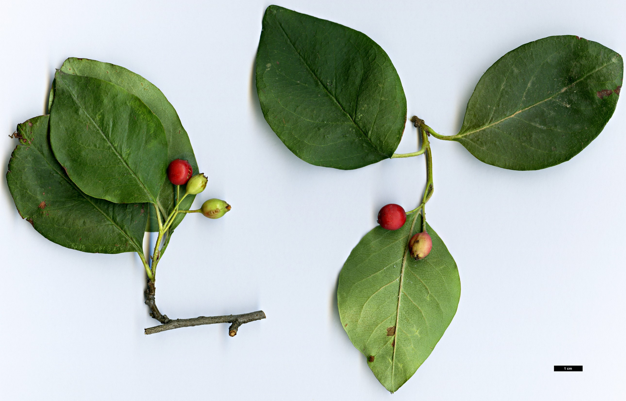 High resolution image: Family: Rosaceae - Genus: Cotoneaster - Taxon: reflectus