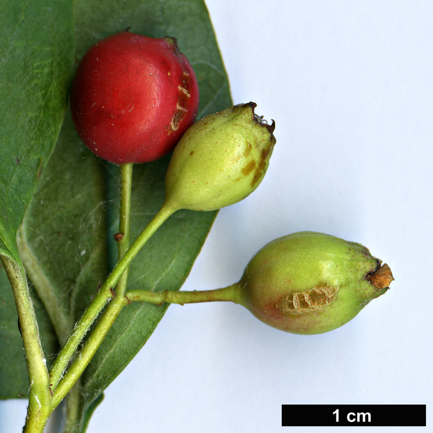 High resolution image: Family: Rosaceae - Genus: Cotoneaster - Taxon: reflectus