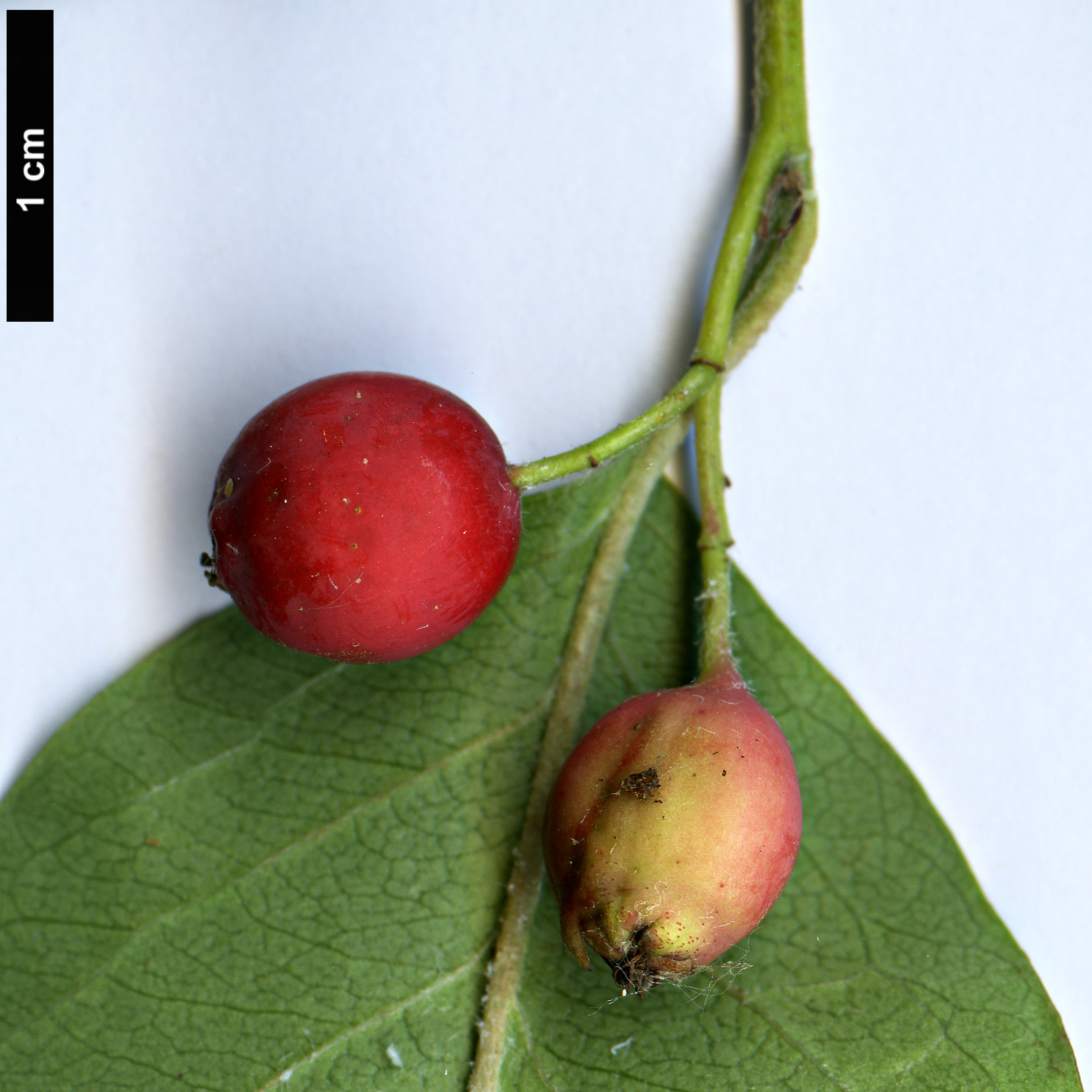 High resolution image: Family: Rosaceae - Genus: Cotoneaster - Taxon: reflectus