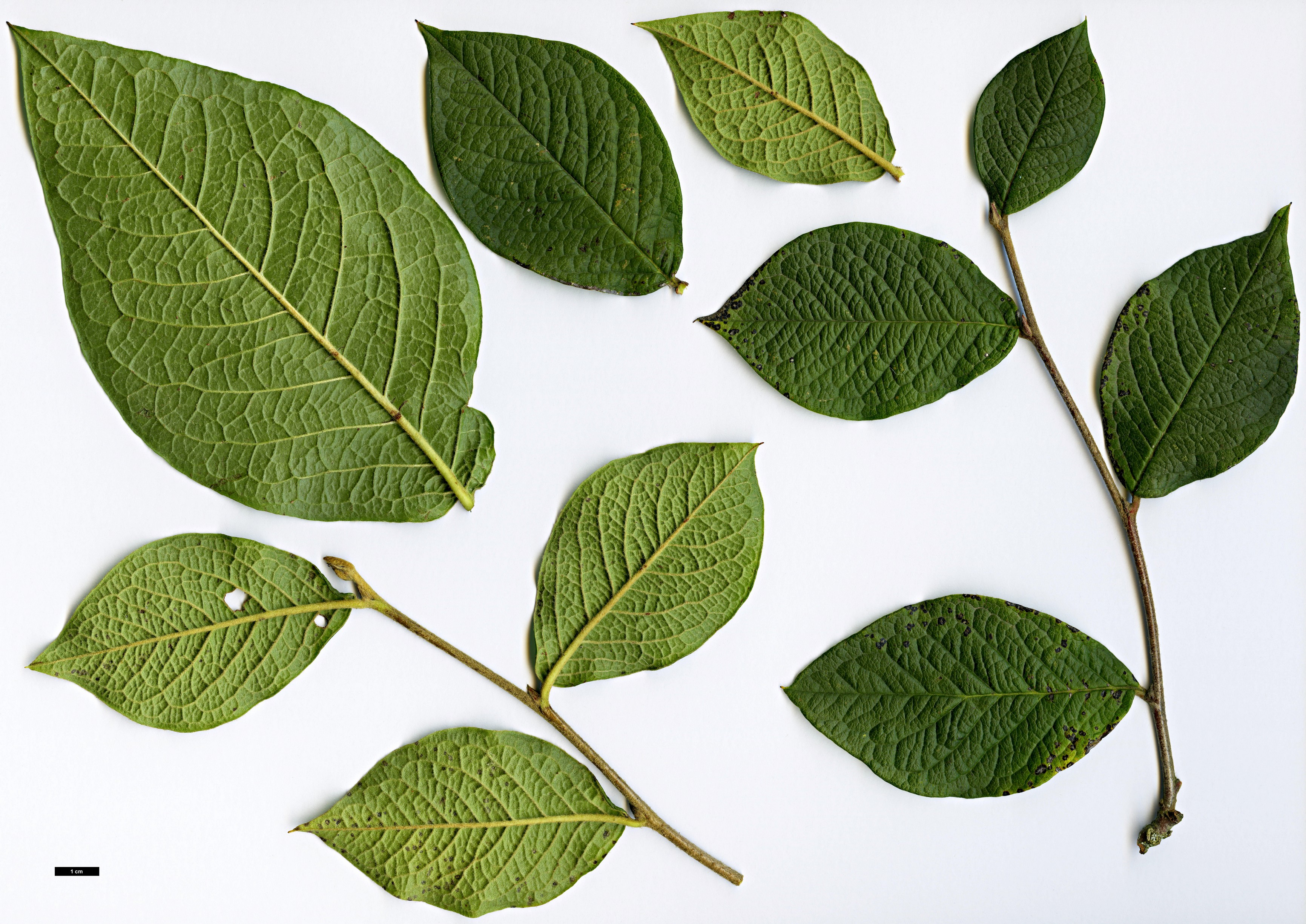 High resolution image: Family: Rosaceae - Genus: Cotoneaster - Taxon: rehderi