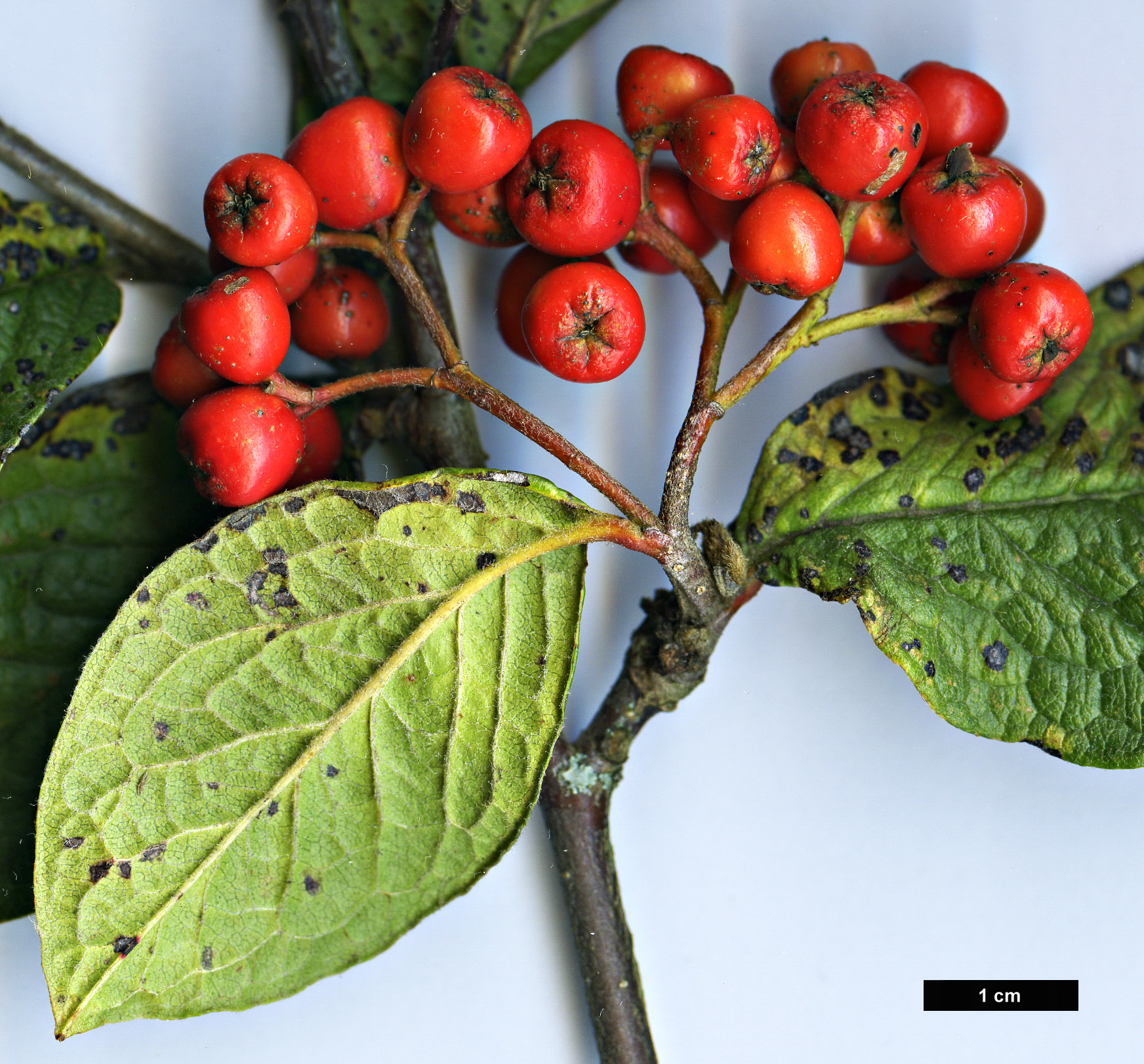 High resolution image: Family: Rosaceae - Genus: Cotoneaster - Taxon: rehderi