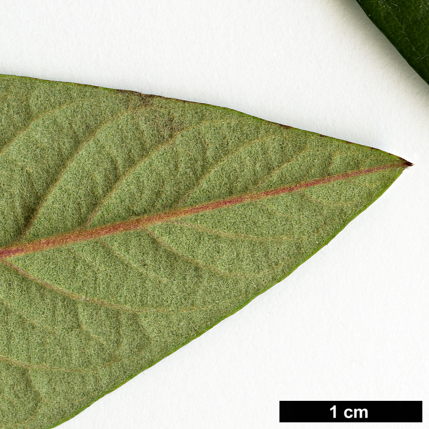 High resolution image: Family: Rosaceae - Genus: Cotoneaster - Taxon: rhytidophyllus