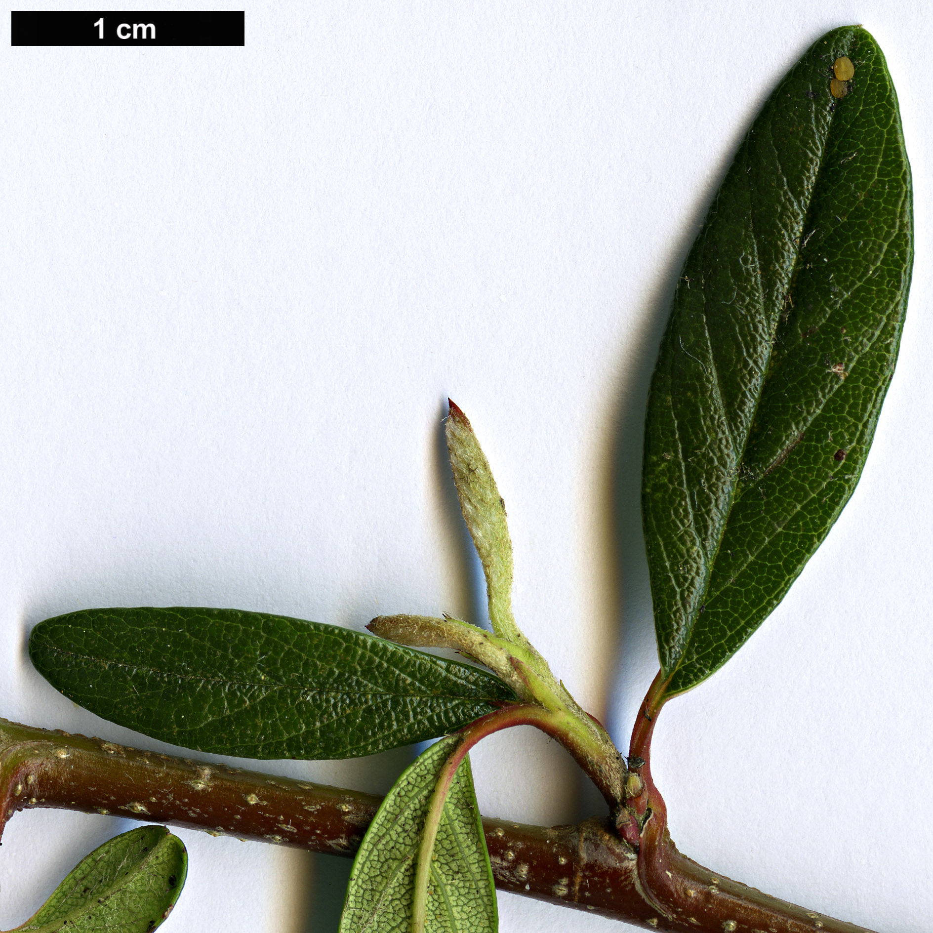 High resolution image: Family: Rosaceae - Genus: Cotoneaster - Taxon: salicifolius - SpeciesSub: ’Parkteppich’