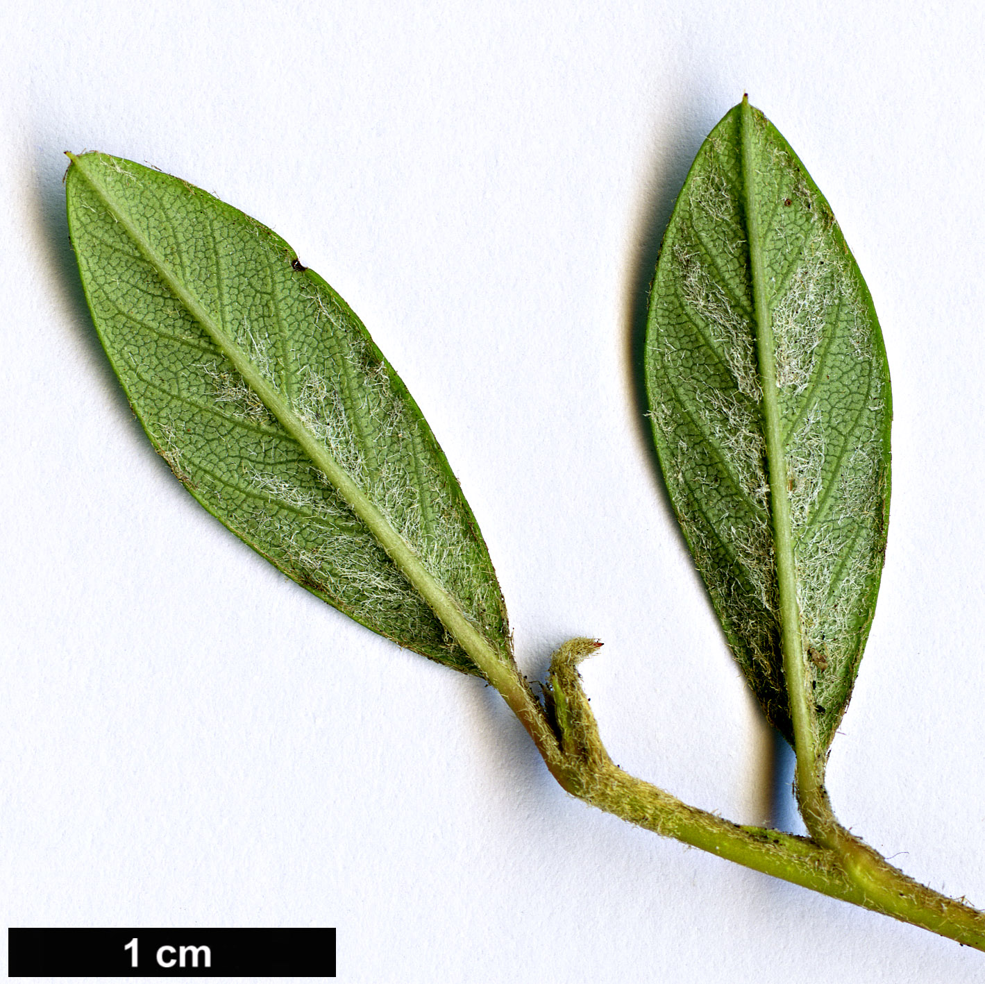 High resolution image: Family: Rosaceae - Genus: Cotoneaster - Taxon: salicifolius - SpeciesSub: ’Parkteppich’