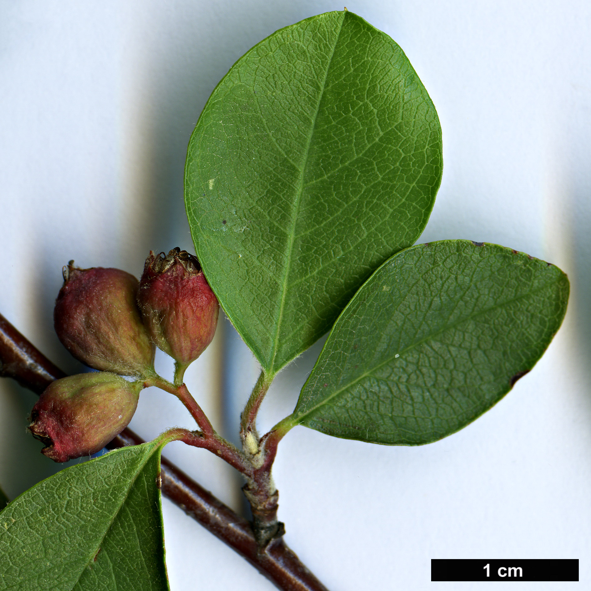 High resolution image: Family: Rosaceae - Genus: Cotoneaster - Taxon: saxatilis