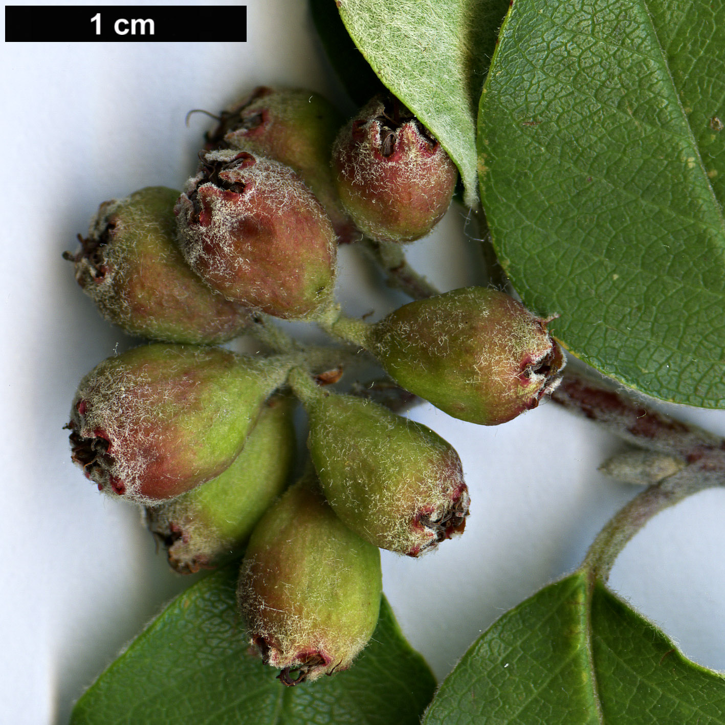 High resolution image: Family: Rosaceae - Genus: Cotoneaster - Taxon: schubertii