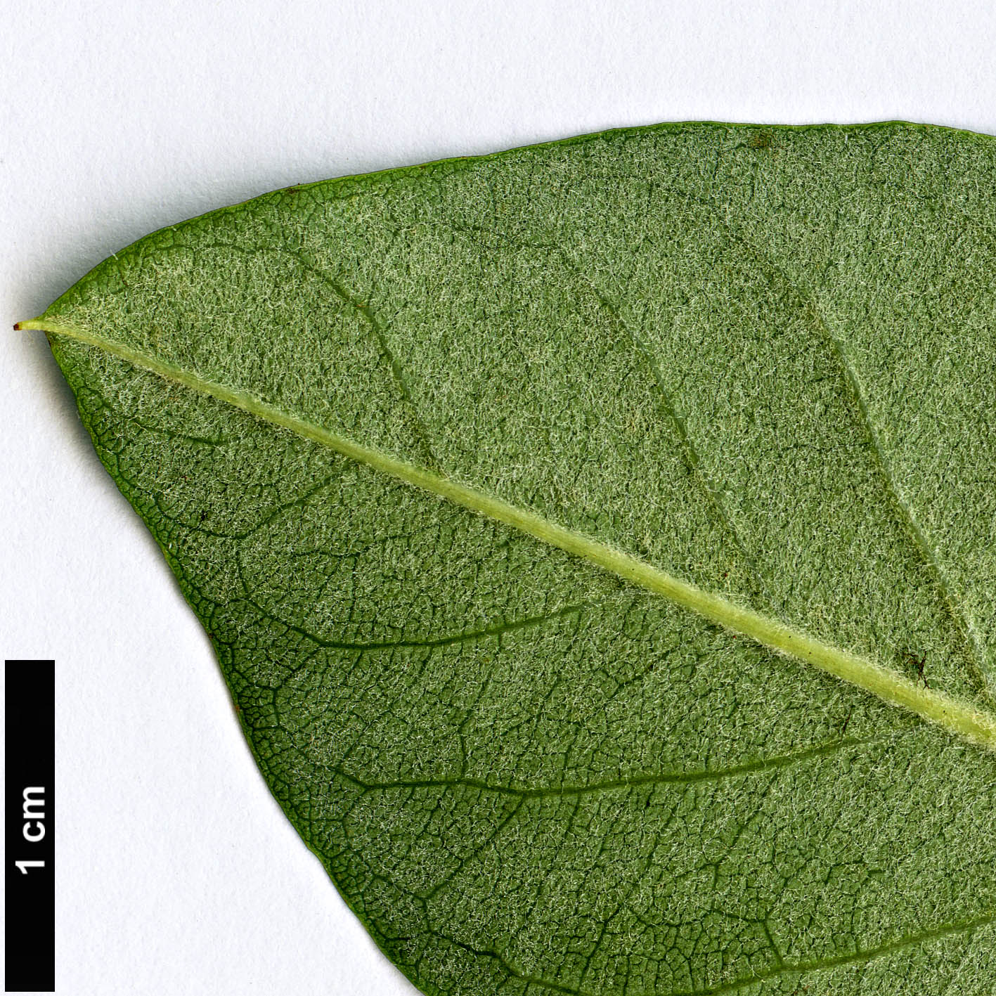 High resolution image: Family: Rosaceae - Genus: Cotoneaster - Taxon: serotinus