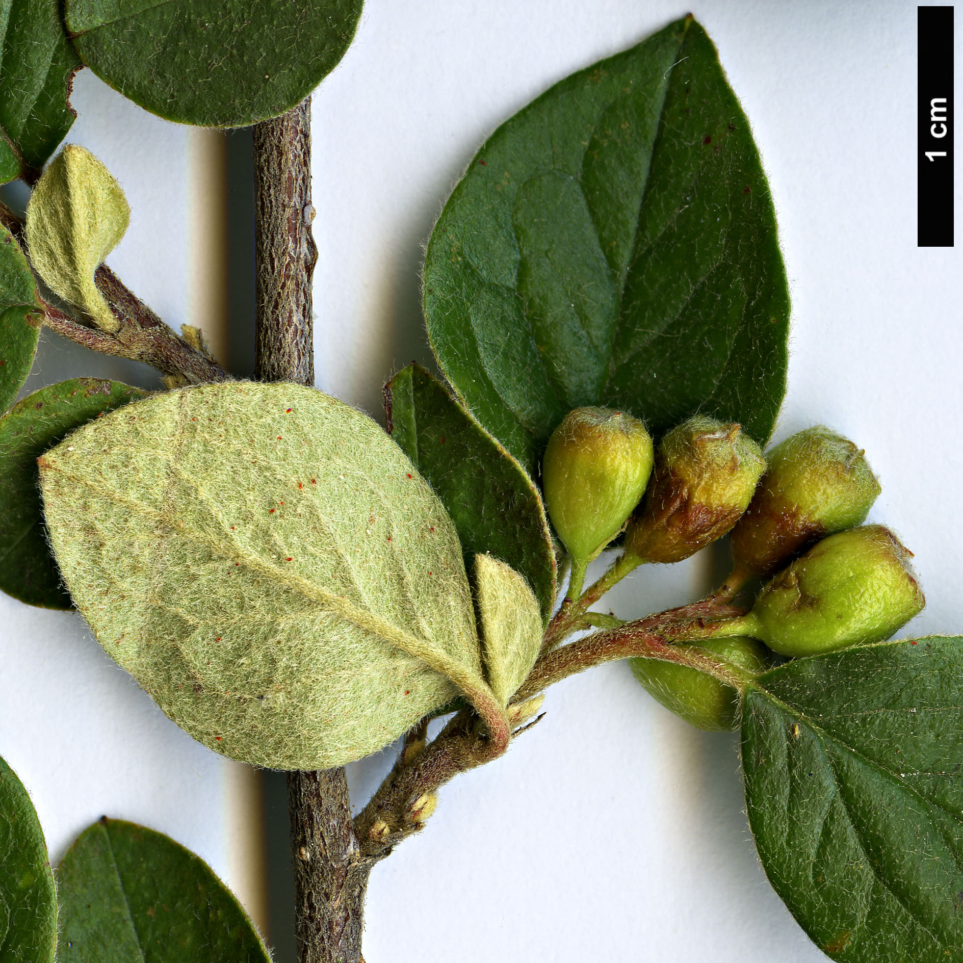 High resolution image: Family: Rosaceae - Genus: Cotoneaster - Taxon: shannanensis