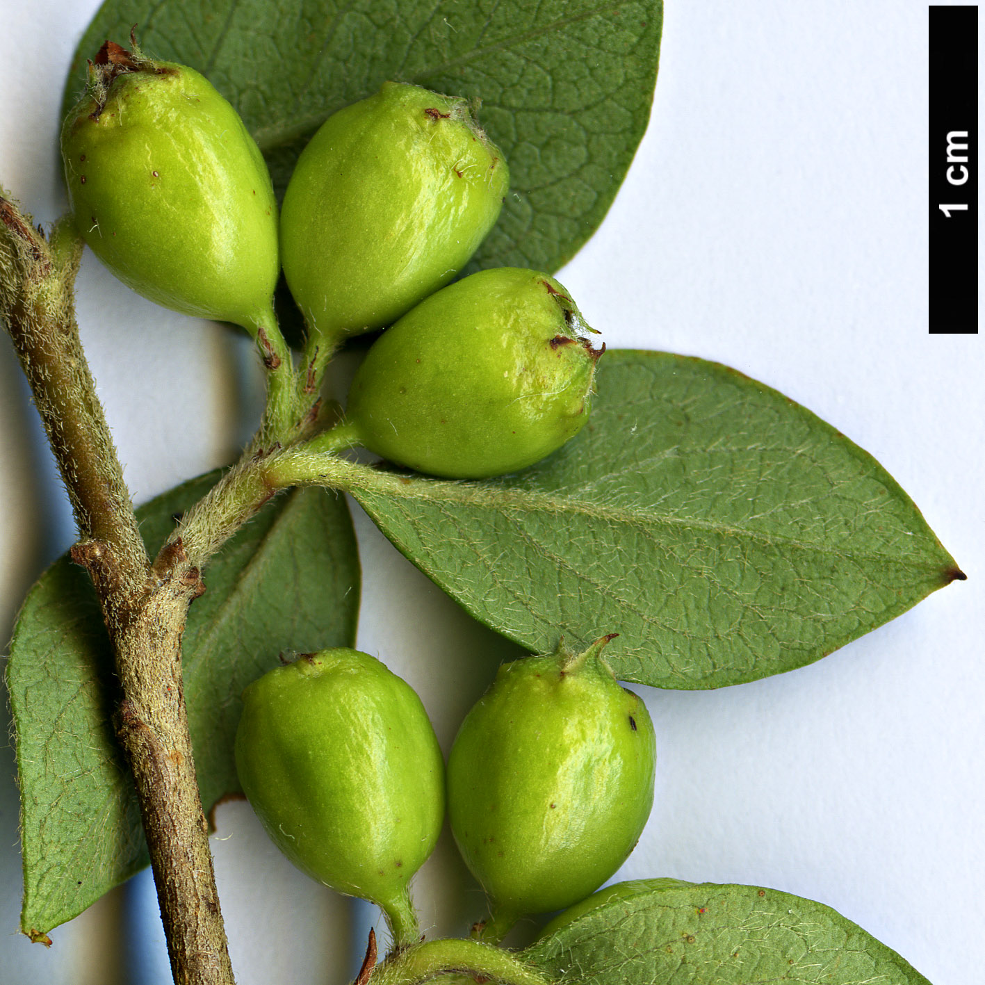 High resolution image: Family: Rosaceae - Genus: Cotoneaster - Taxon: simonsii