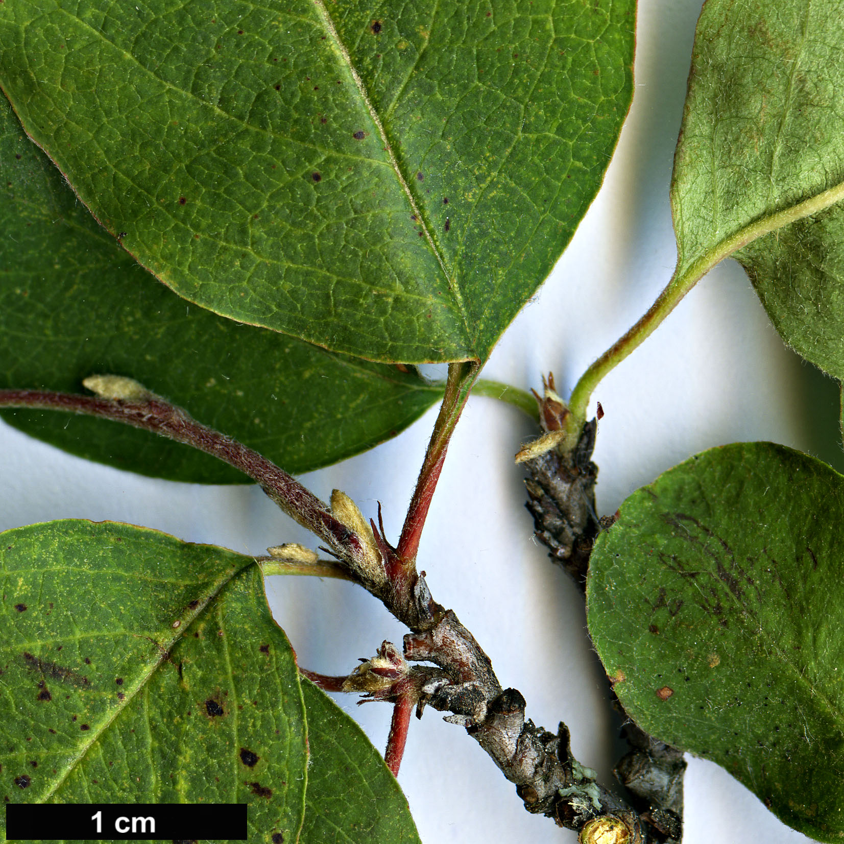 High resolution image: Family: Rosaceae - Genus: Cotoneaster - Taxon: songoricus