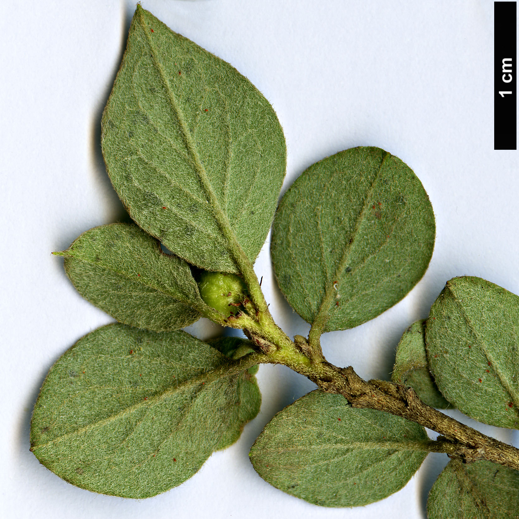 High resolution image: Family: Rosaceae - Genus: Cotoneaster - Taxon: splendens