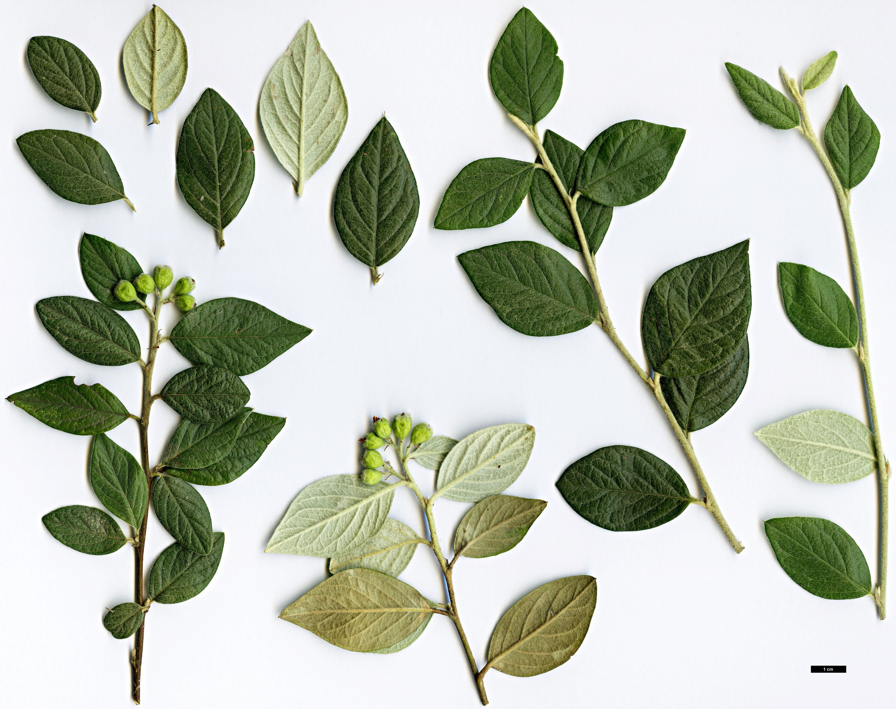 High resolution image: Family: Rosaceae - Genus: Cotoneaster - Taxon: sternianus