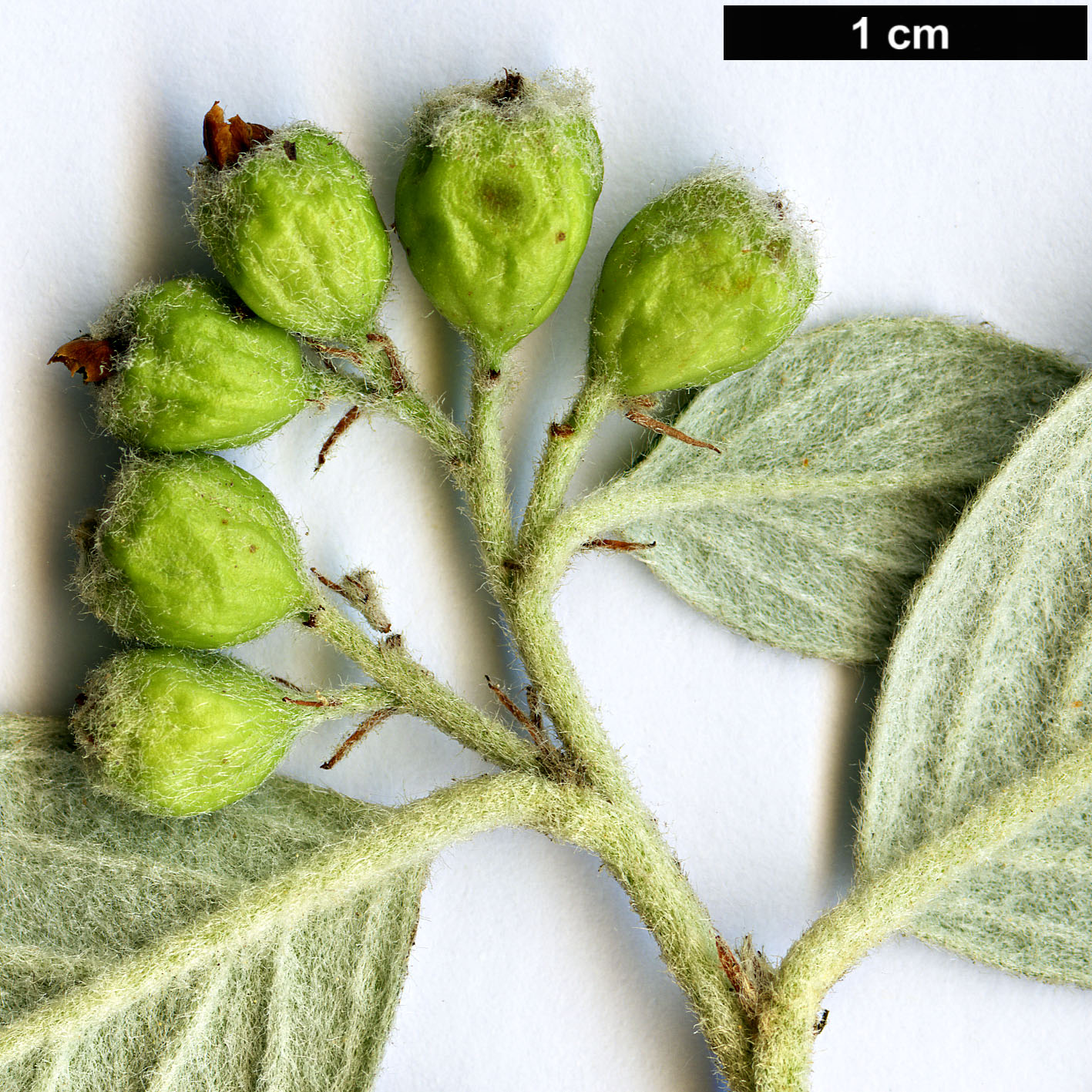 High resolution image: Family: Rosaceae - Genus: Cotoneaster - Taxon: sternianus