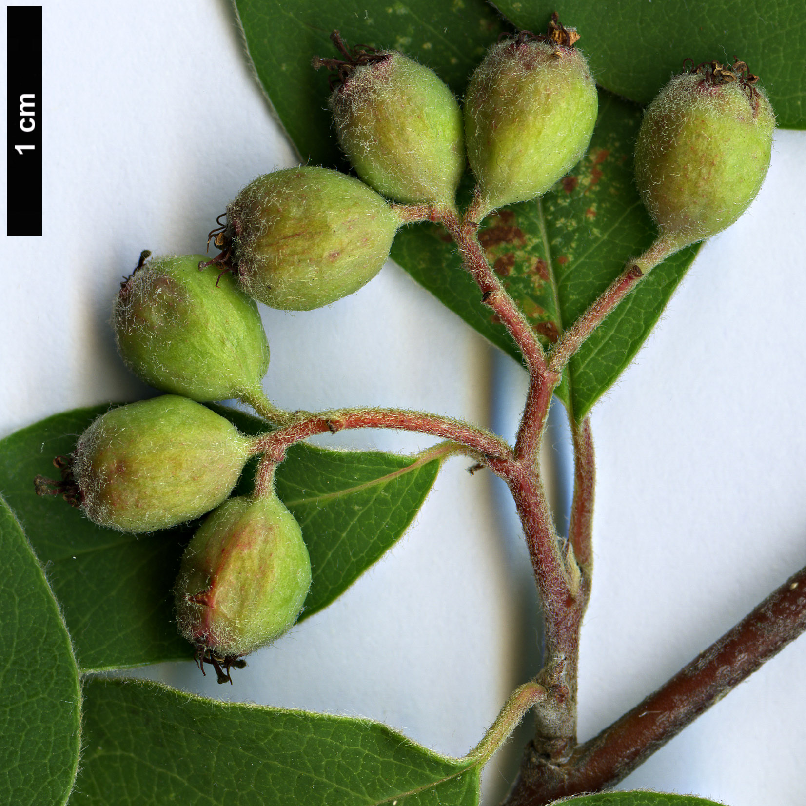 High resolution image: Family: Rosaceae - Genus: Cotoneaster - Taxon: suavis