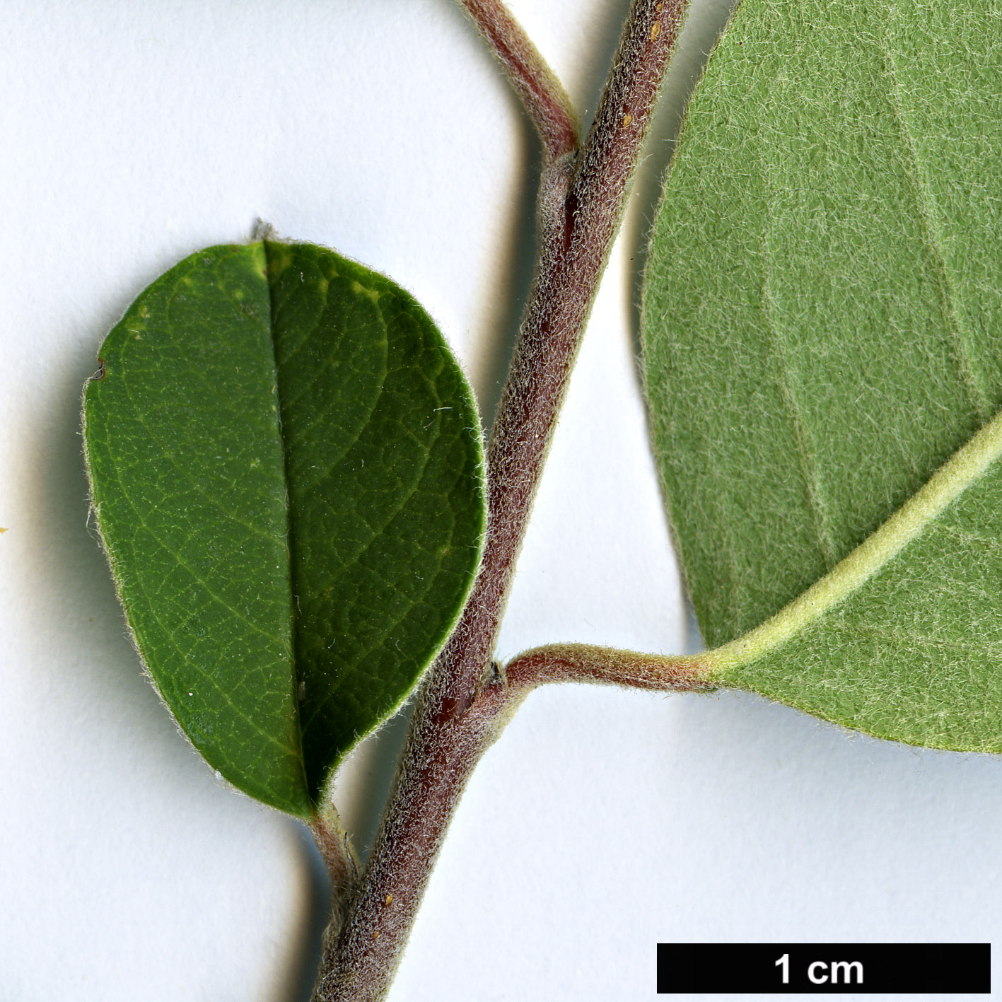 High resolution image: Family: Rosaceae - Genus: Cotoneaster - Taxon: suavis