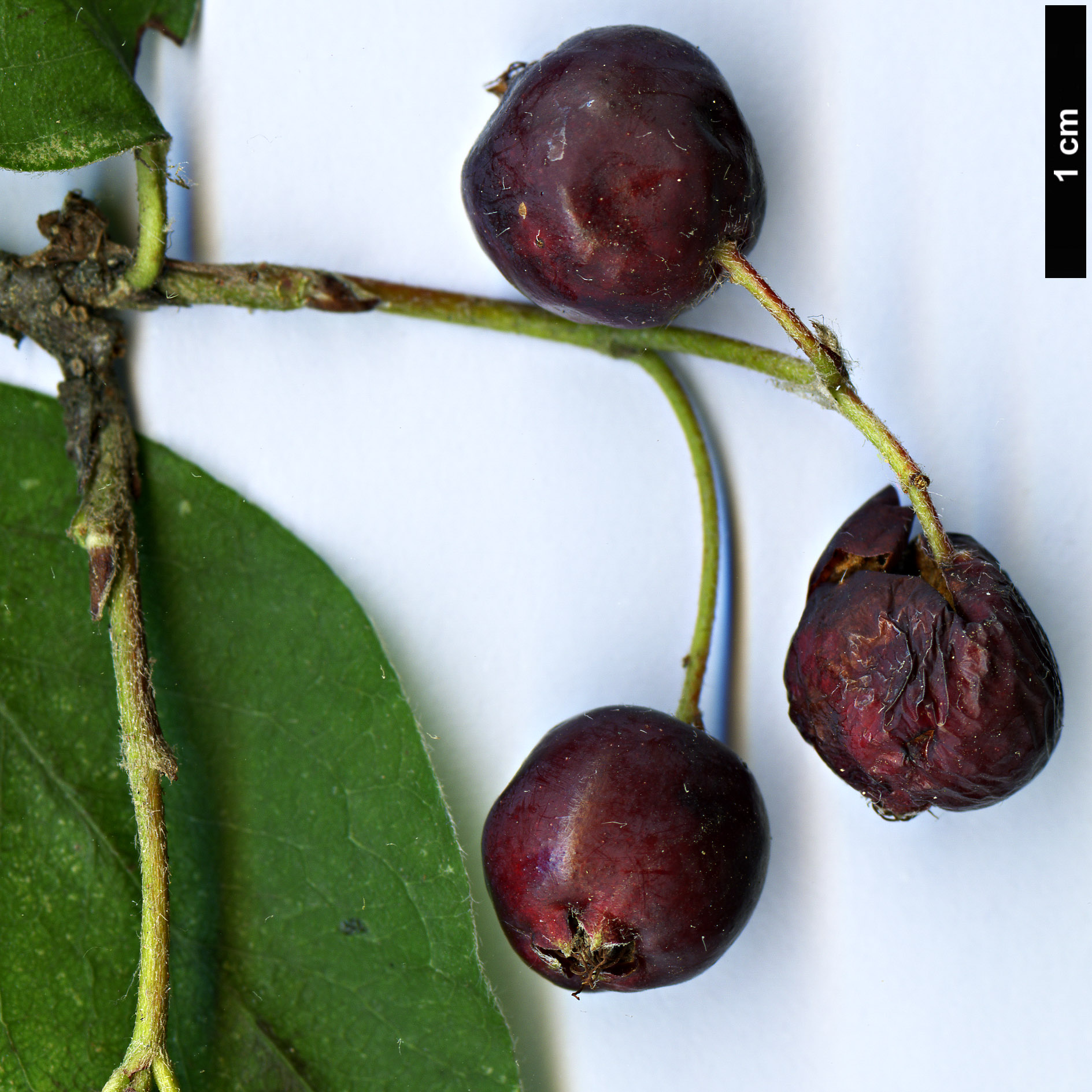 High resolution image: Family: Rosaceae - Genus: Cotoneaster - Taxon: svenhedinii