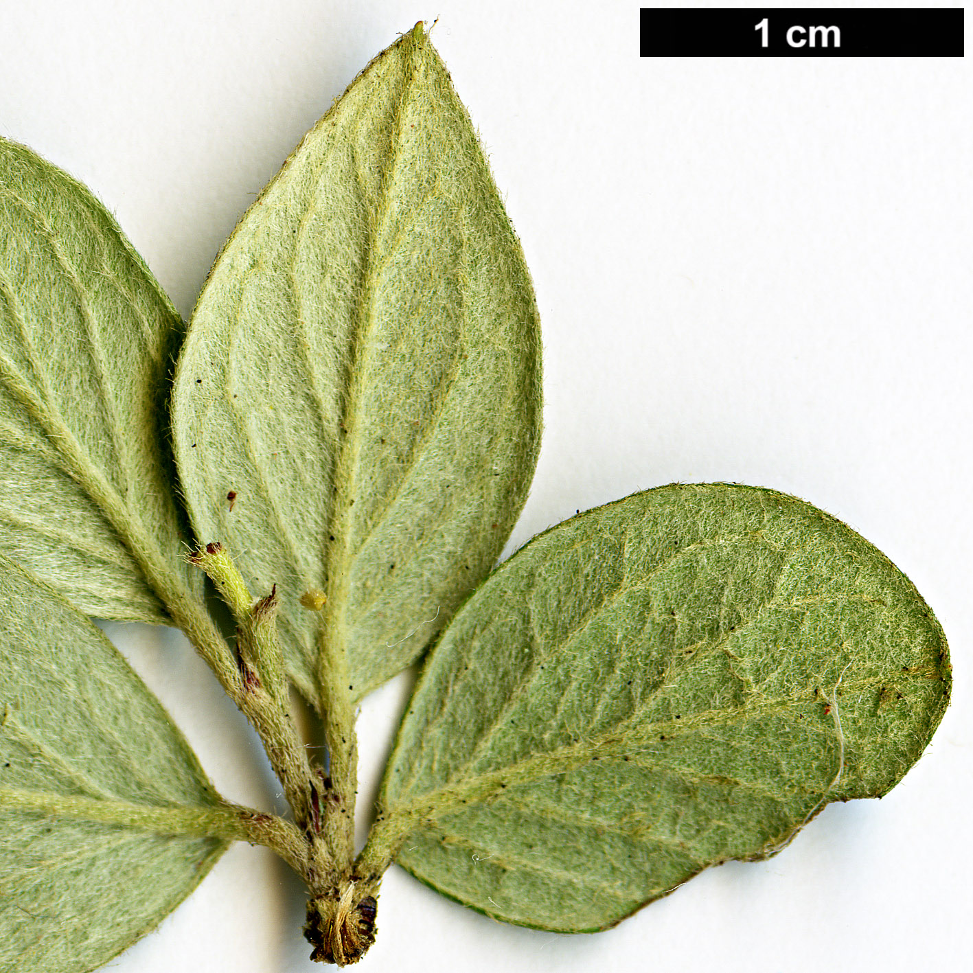 High resolution image: Family: Rosaceae - Genus: Cotoneaster - Taxon: taofuensis