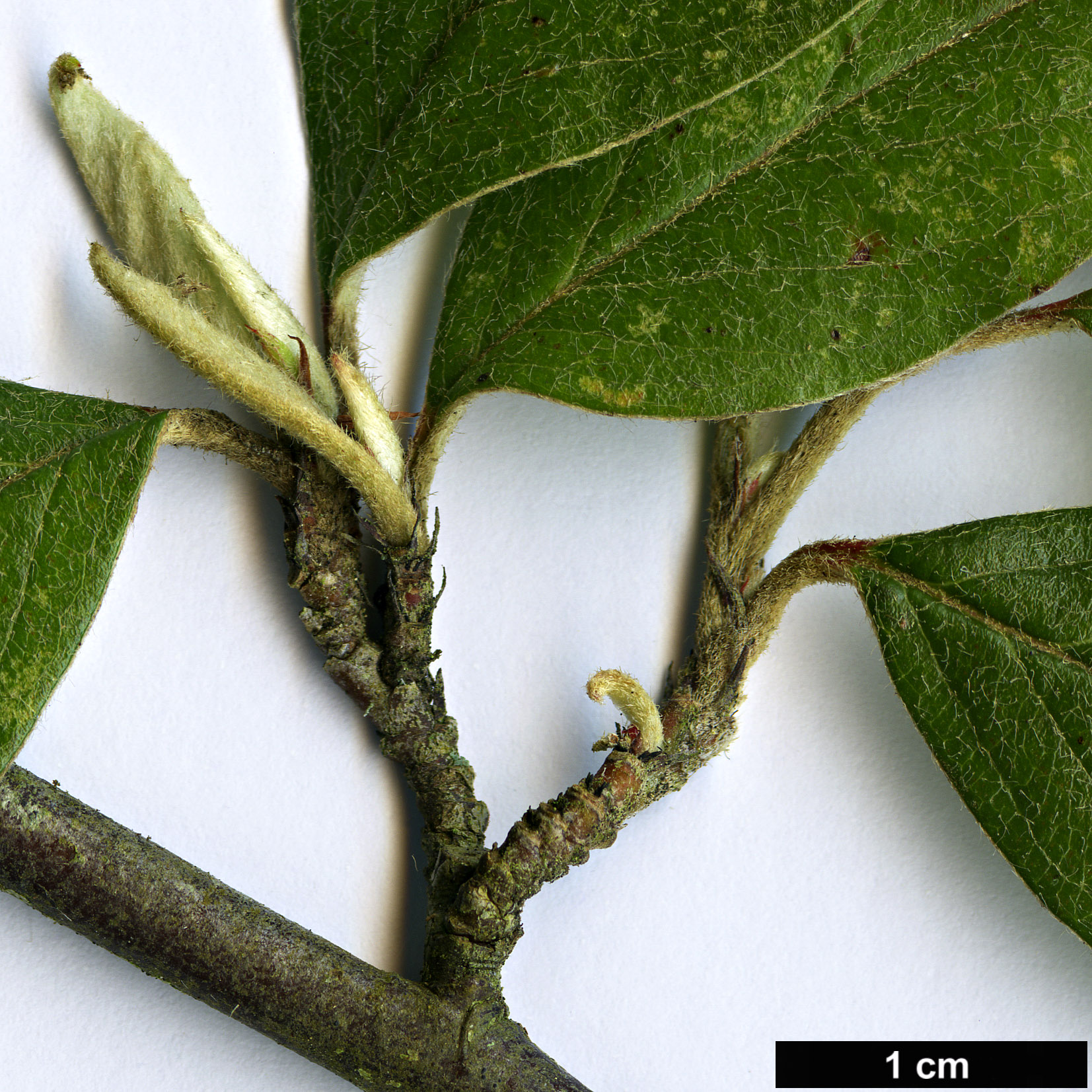 High resolution image: Family: Rosaceae - Genus: Cotoneaster - Taxon: tengyuehensis