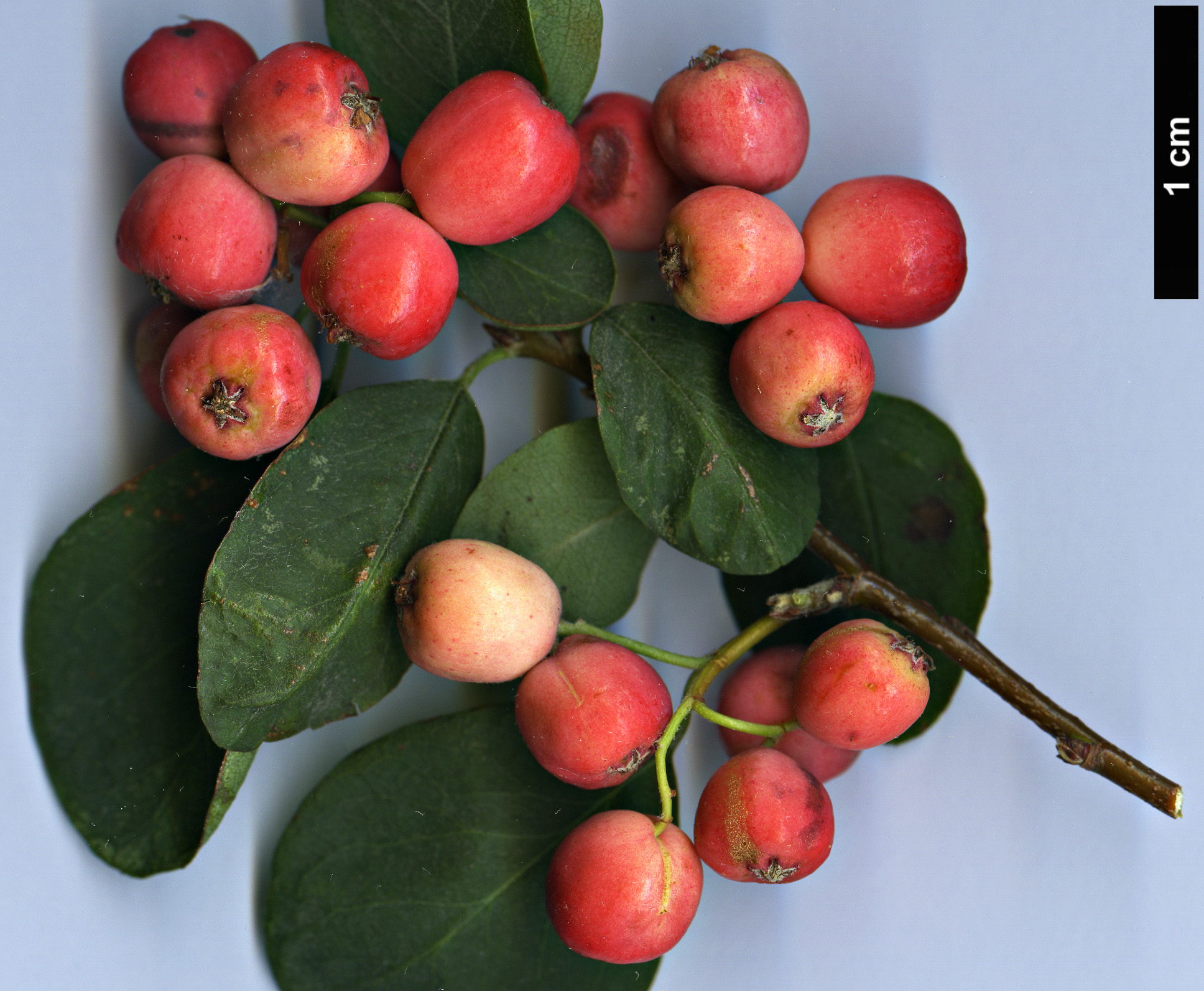 High resolution image: Family: Rosaceae - Genus: Cotoneaster - Taxon: tomentellus