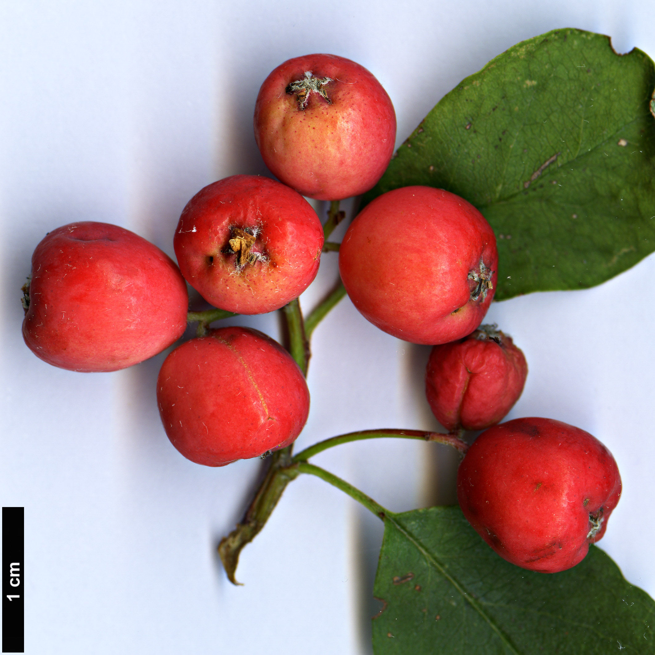 High resolution image: Family: Rosaceae - Genus: Cotoneaster - Taxon: tomentellus