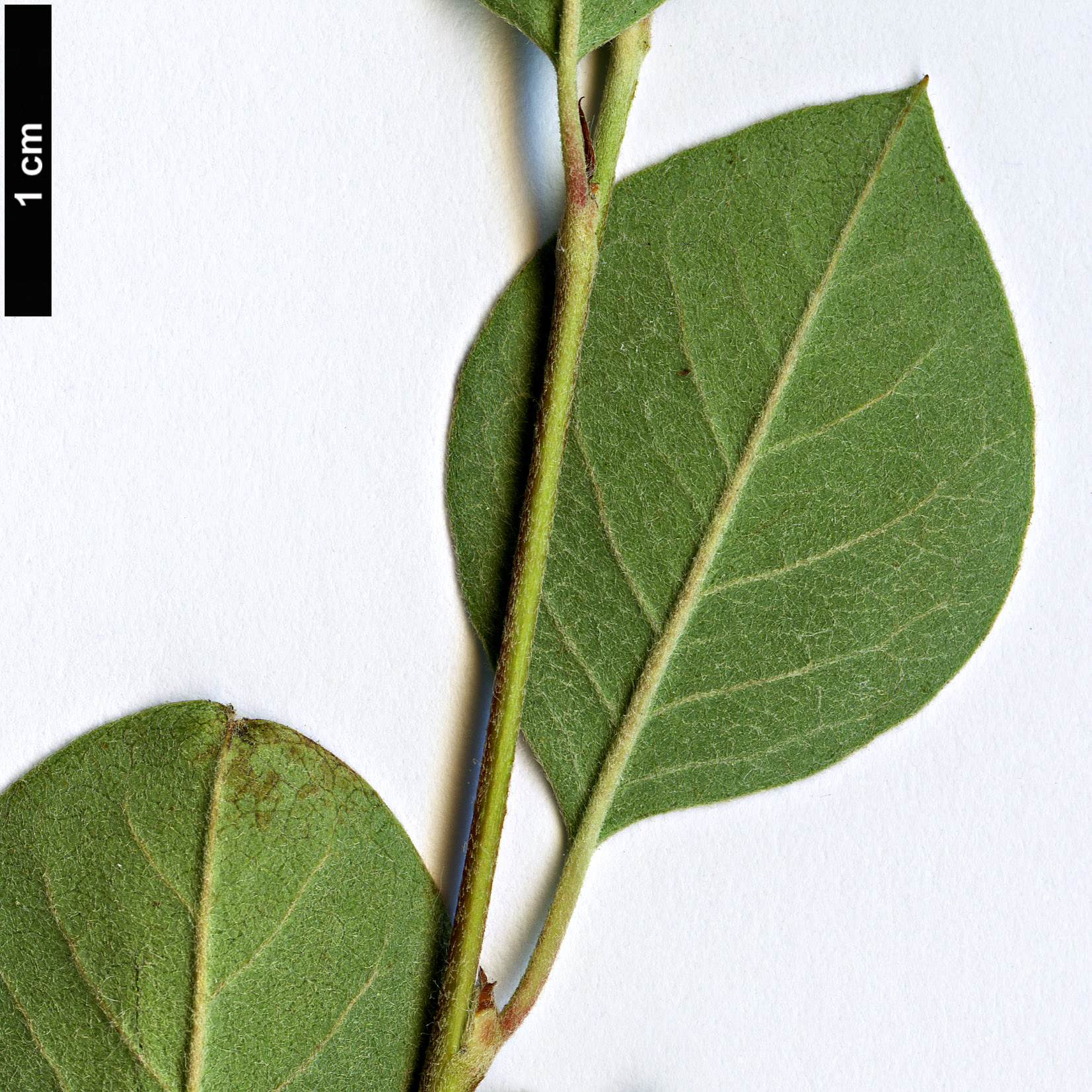 High resolution image: Family: Rosaceae - Genus: Cotoneaster - Taxon: transcaucasicus