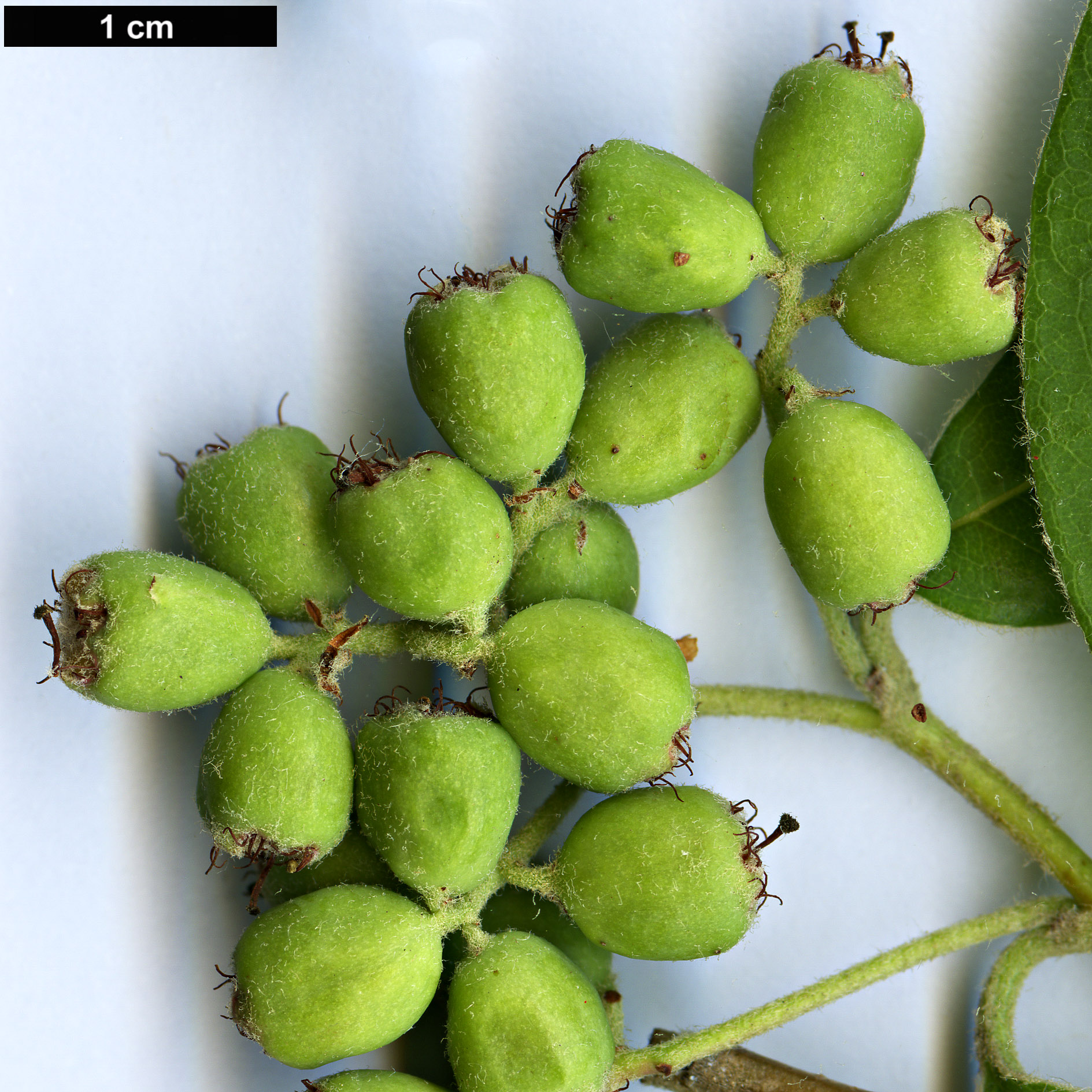 High resolution image: Family: Rosaceae - Genus: Cotoneaster - Taxon: turbinatus