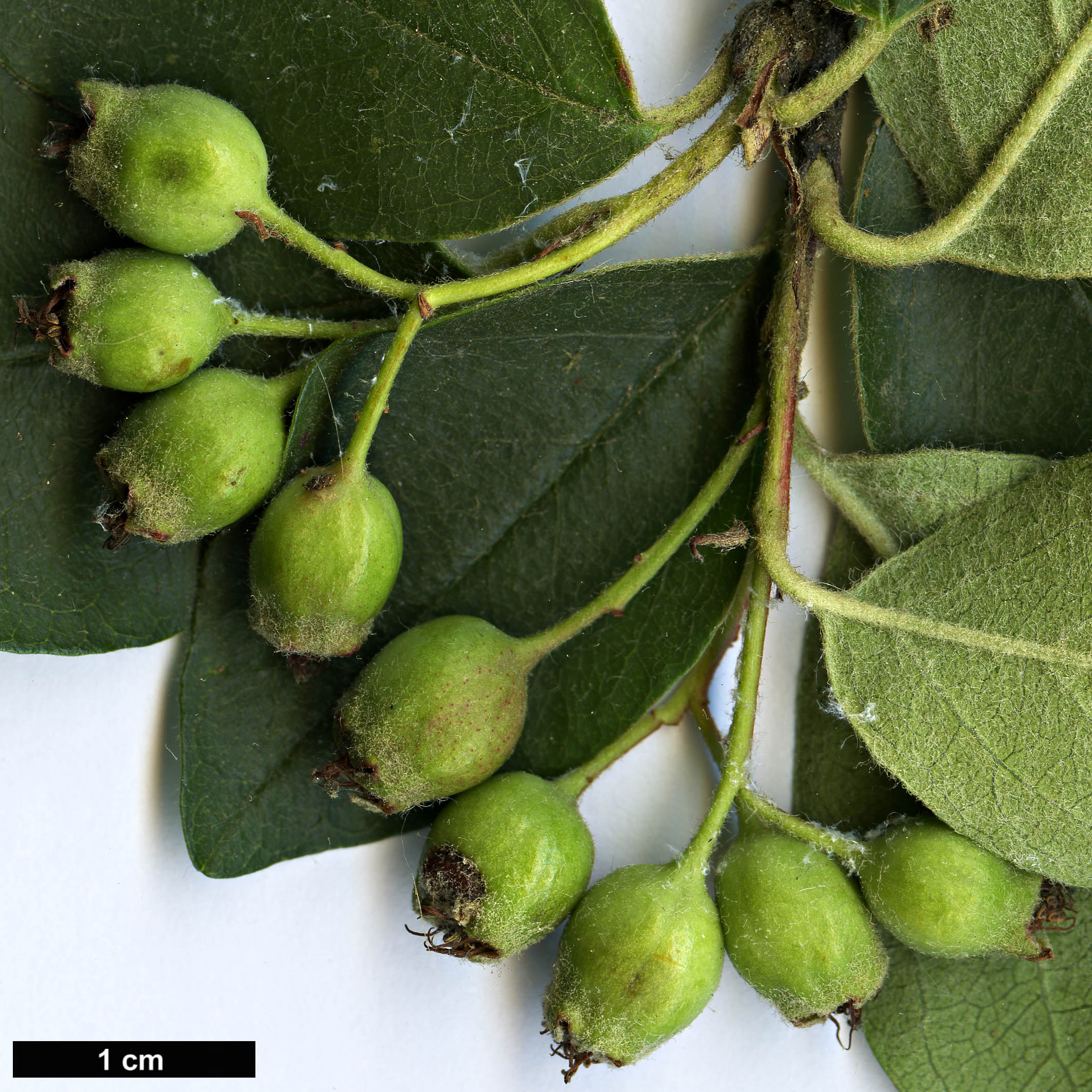 High resolution image: Family: Rosaceae - Genus: Cotoneaster - Taxon: veitchii