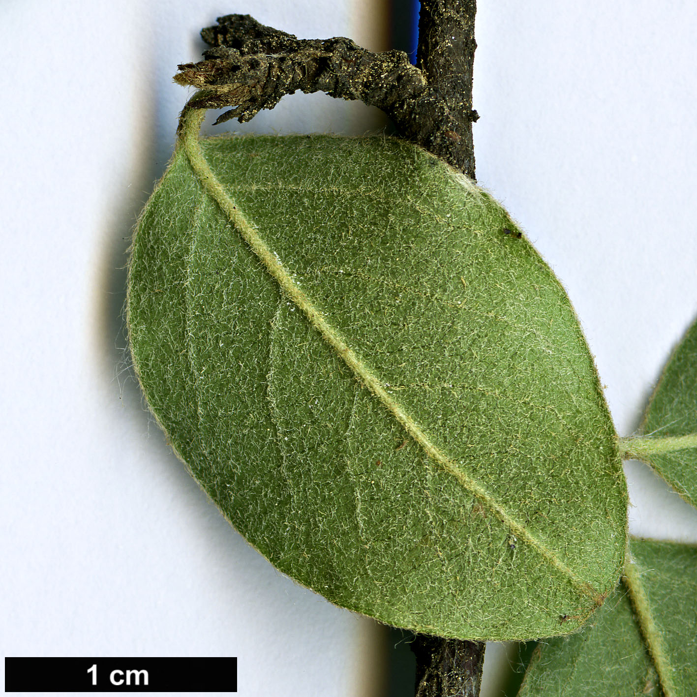 High resolution image: Family: Rosaceae - Genus: Cotoneaster - Taxon: veitchii