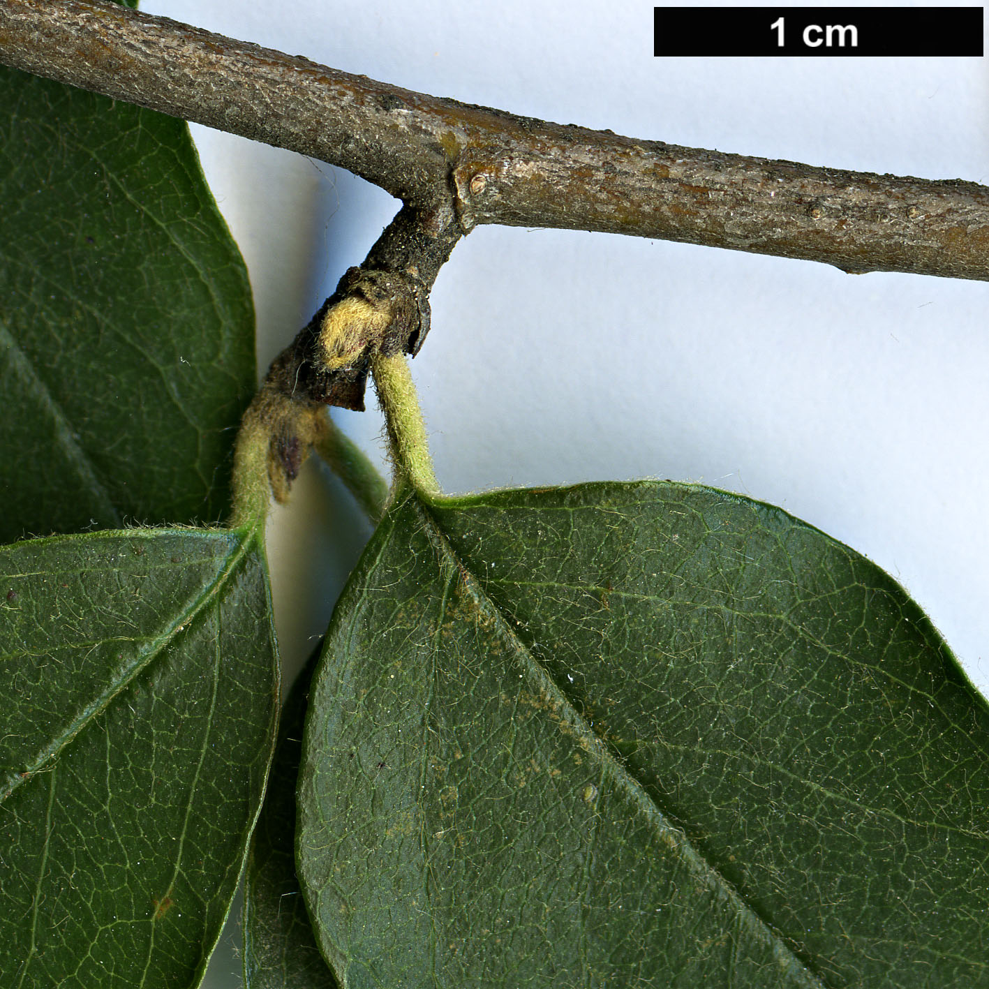 High resolution image: Family: Rosaceae - Genus: Cotoneaster - Taxon: veitchii