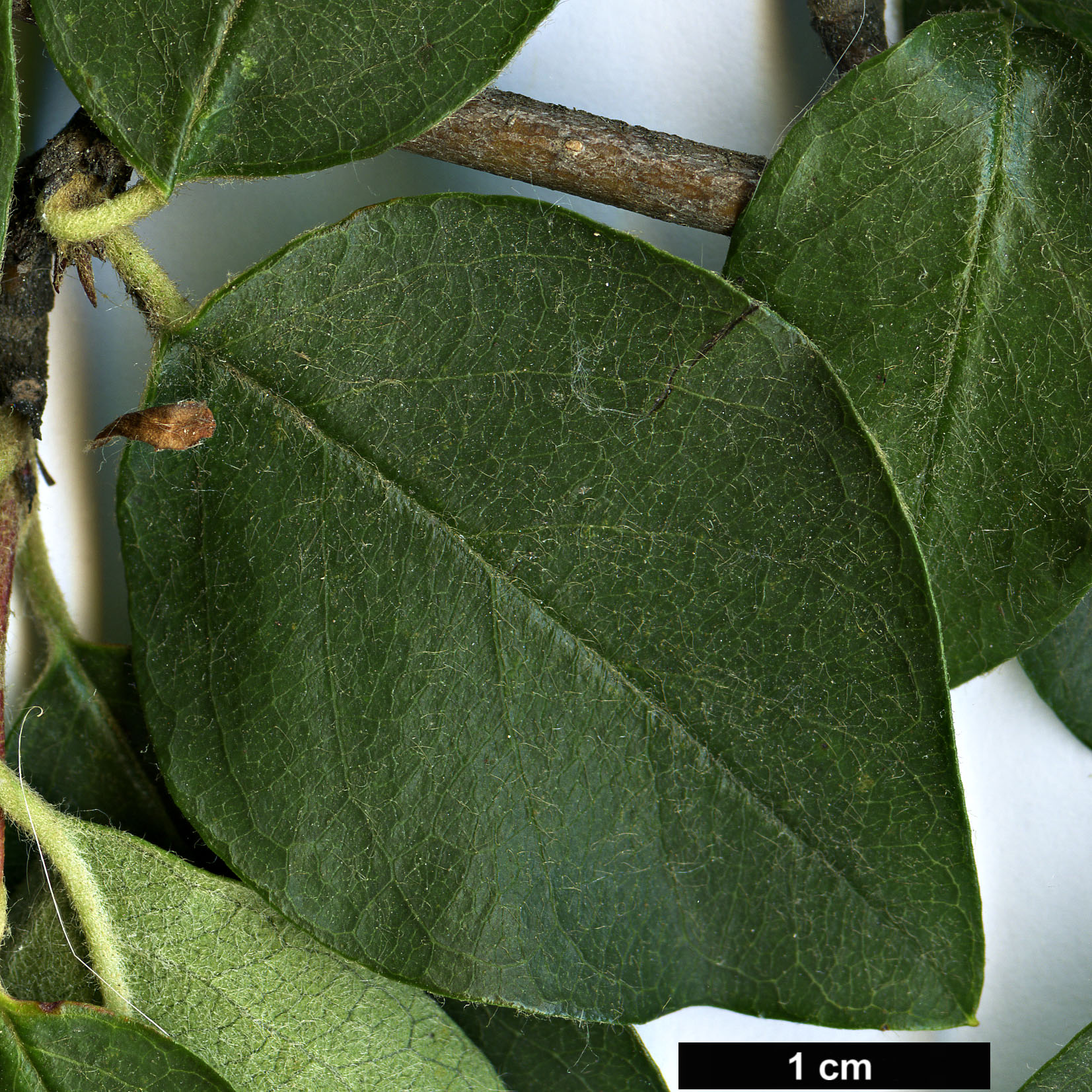 High resolution image: Family: Rosaceae - Genus: Cotoneaster - Taxon: veitchii