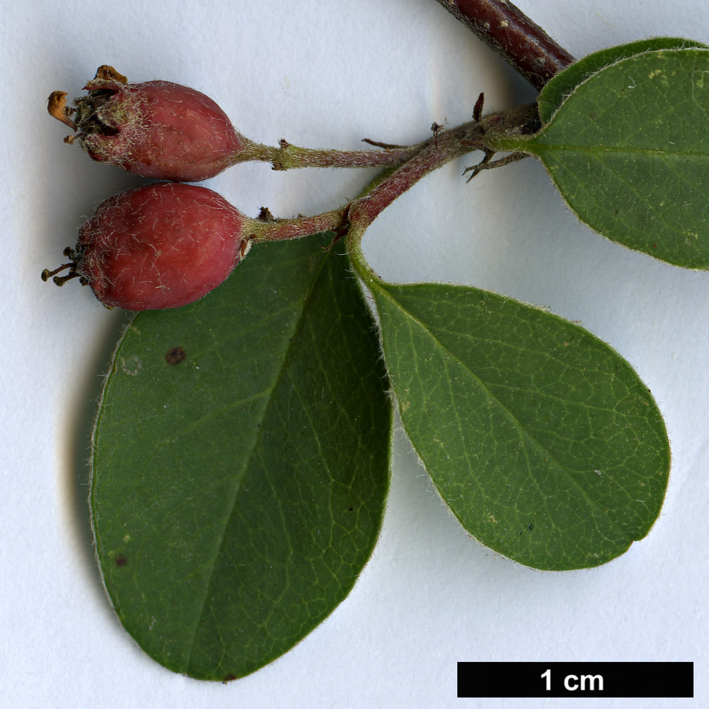 High resolution image: Family: Rosaceae - Genus: Cotoneaster - Taxon: verokotschyi