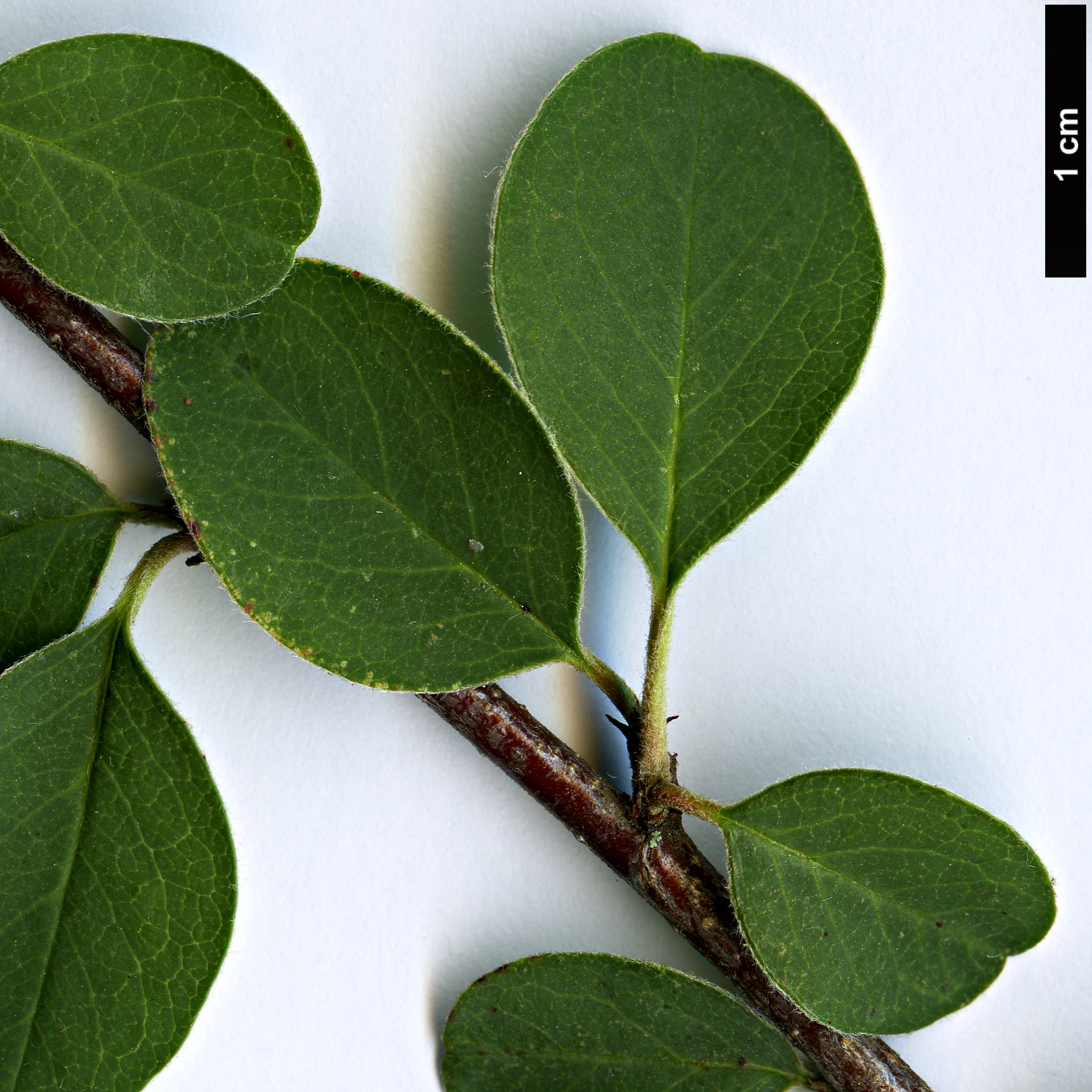 High resolution image: Family: Rosaceae - Genus: Cotoneaster - Taxon: verokotschyi