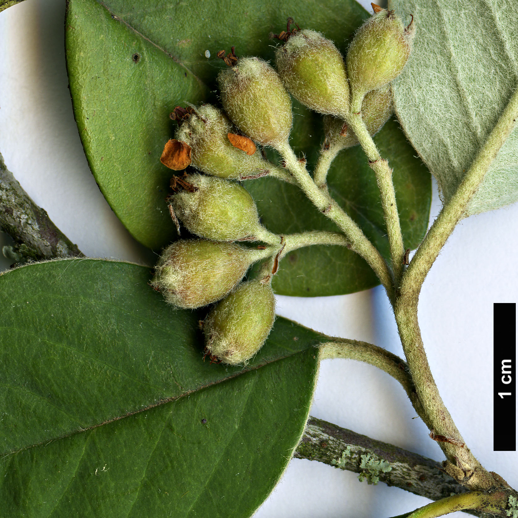 High resolution image: Family: Rosaceae - Genus: Cotoneaster - Taxon: vestitus