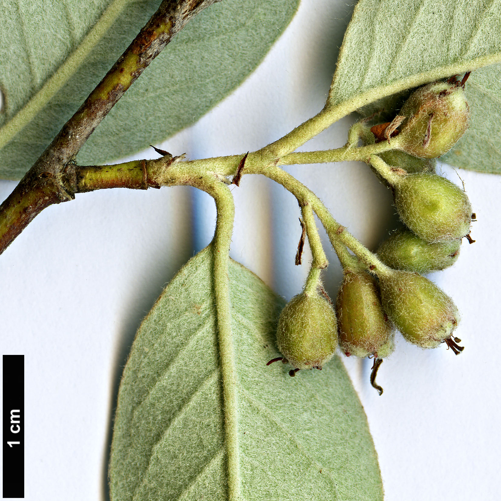 High resolution image: Family: Rosaceae - Genus: Cotoneaster - Taxon: vestitus