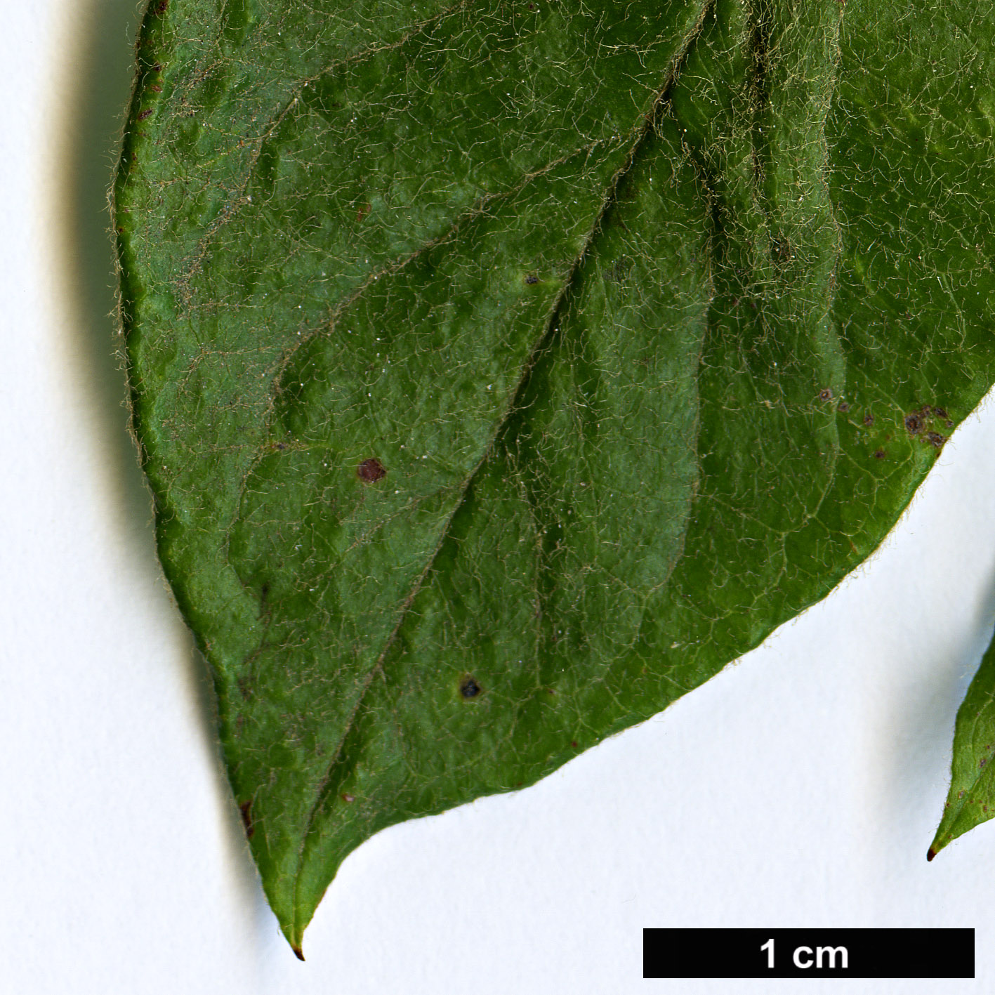 High resolution image: Family: Rosaceae - Genus: Cotoneaster - Taxon: villosulus