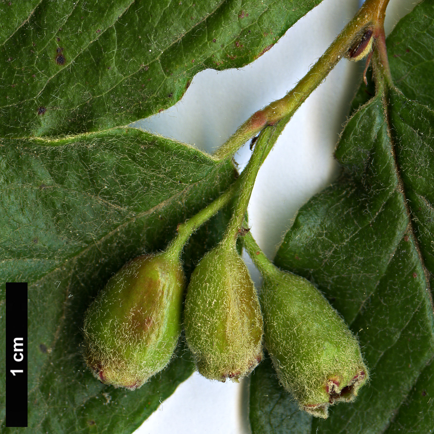 High resolution image: Family: Rosaceae - Genus: Cotoneaster - Taxon: villosulus