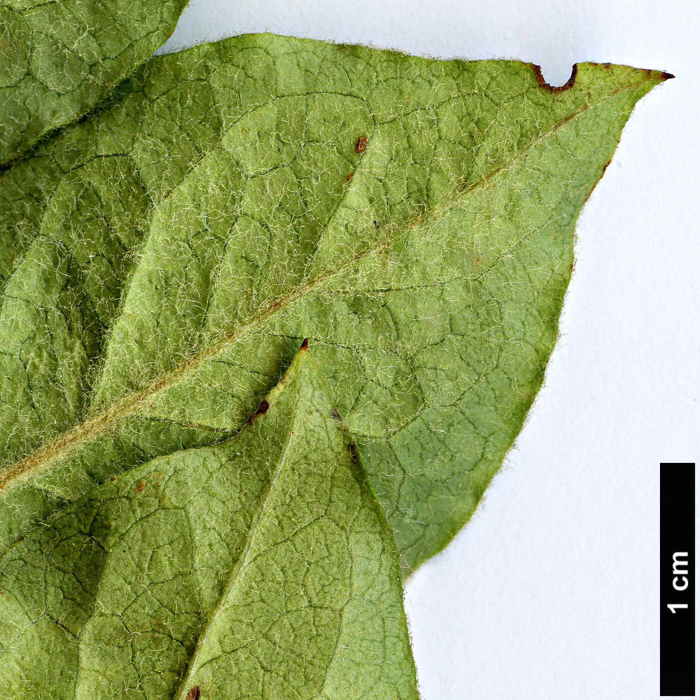 High resolution image: Family: Rosaceae - Genus: Cotoneaster - Taxon: villosulus