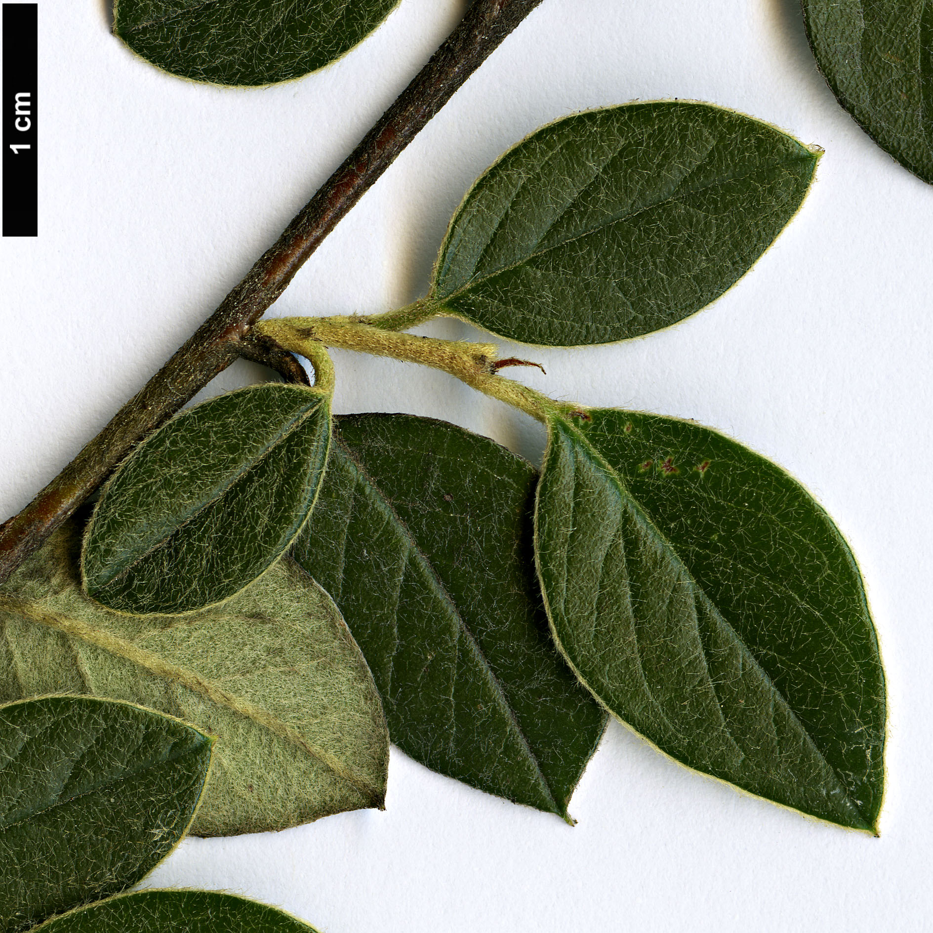 High resolution image: Family: Rosaceae - Genus: Cotoneaster - Taxon: vilmorinianus