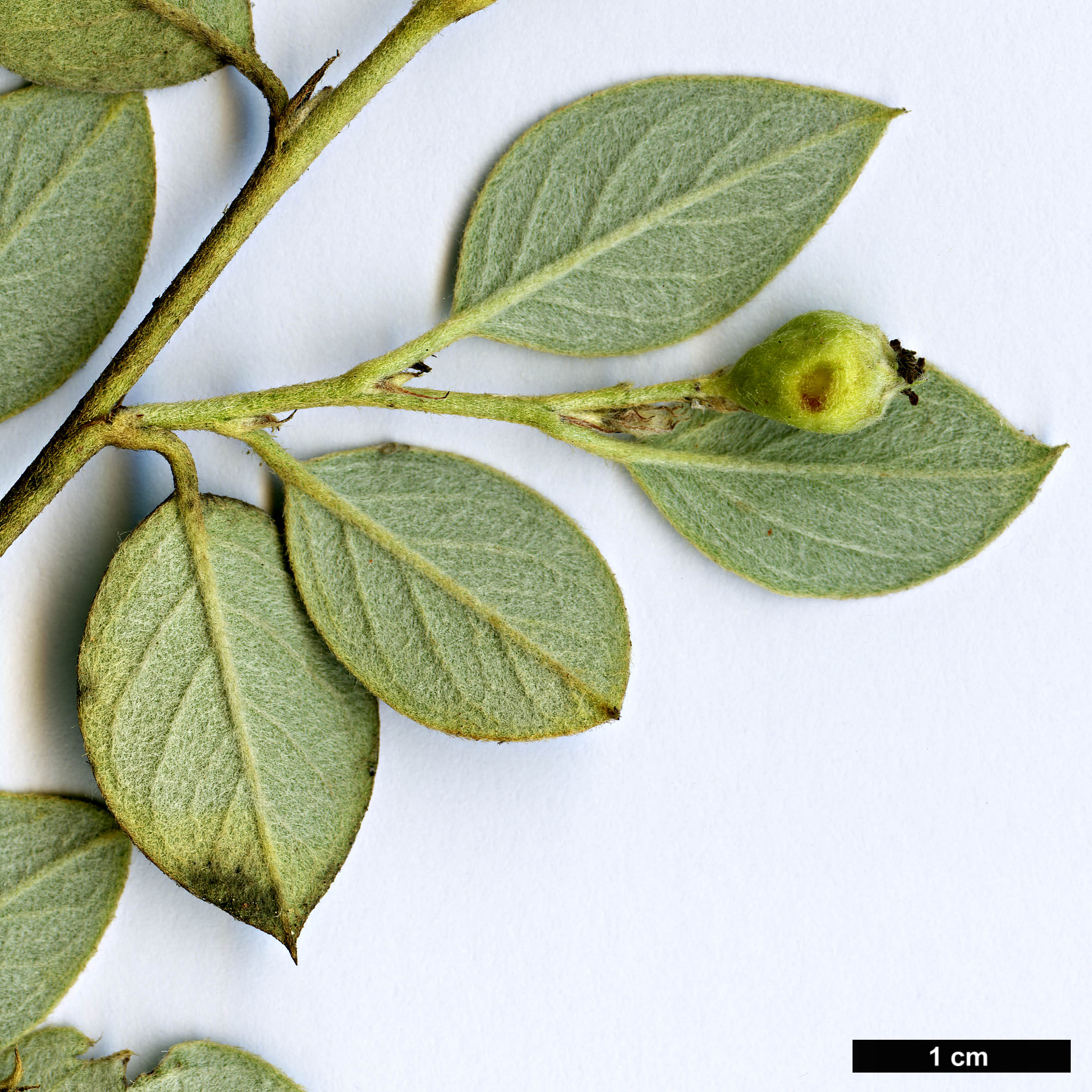 High resolution image: Family: Rosaceae - Genus: Cotoneaster - Taxon: vilmorinianus