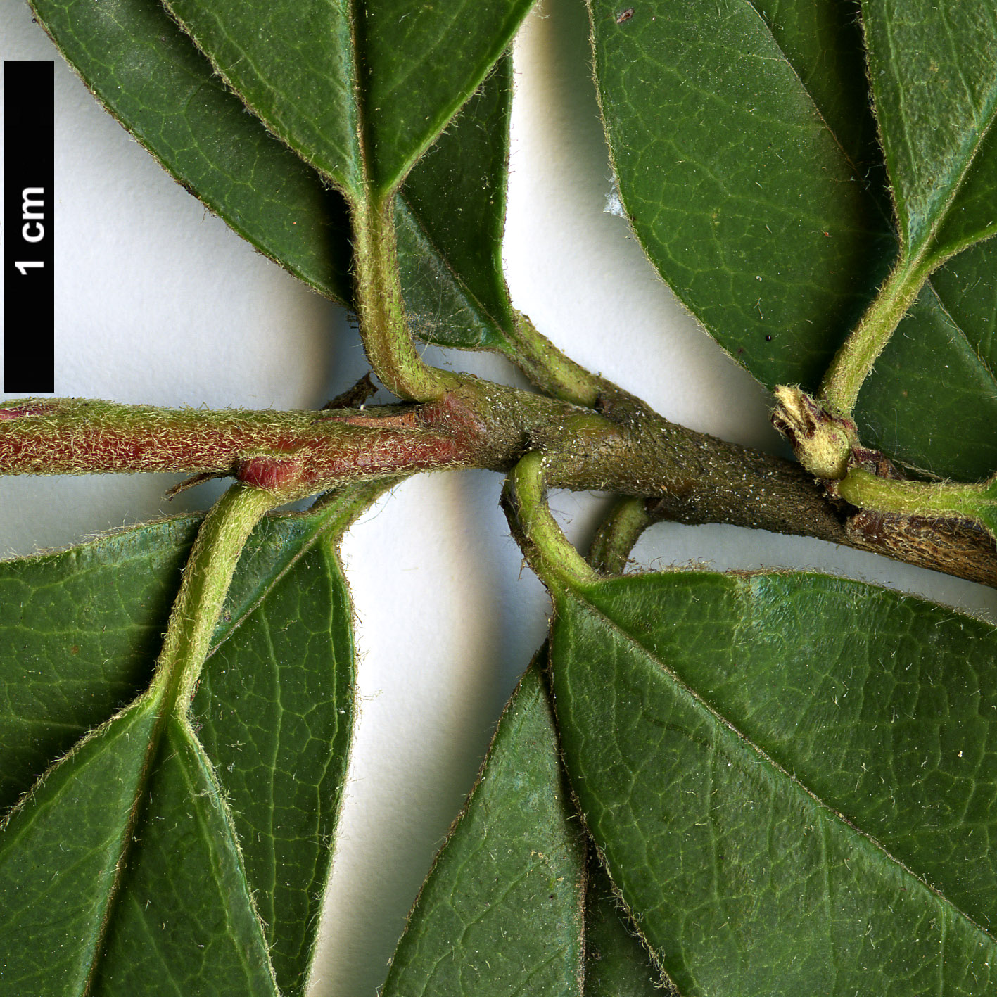 High resolution image: Family: Rosaceae - Genus: Cotoneaster - Taxon: wattii