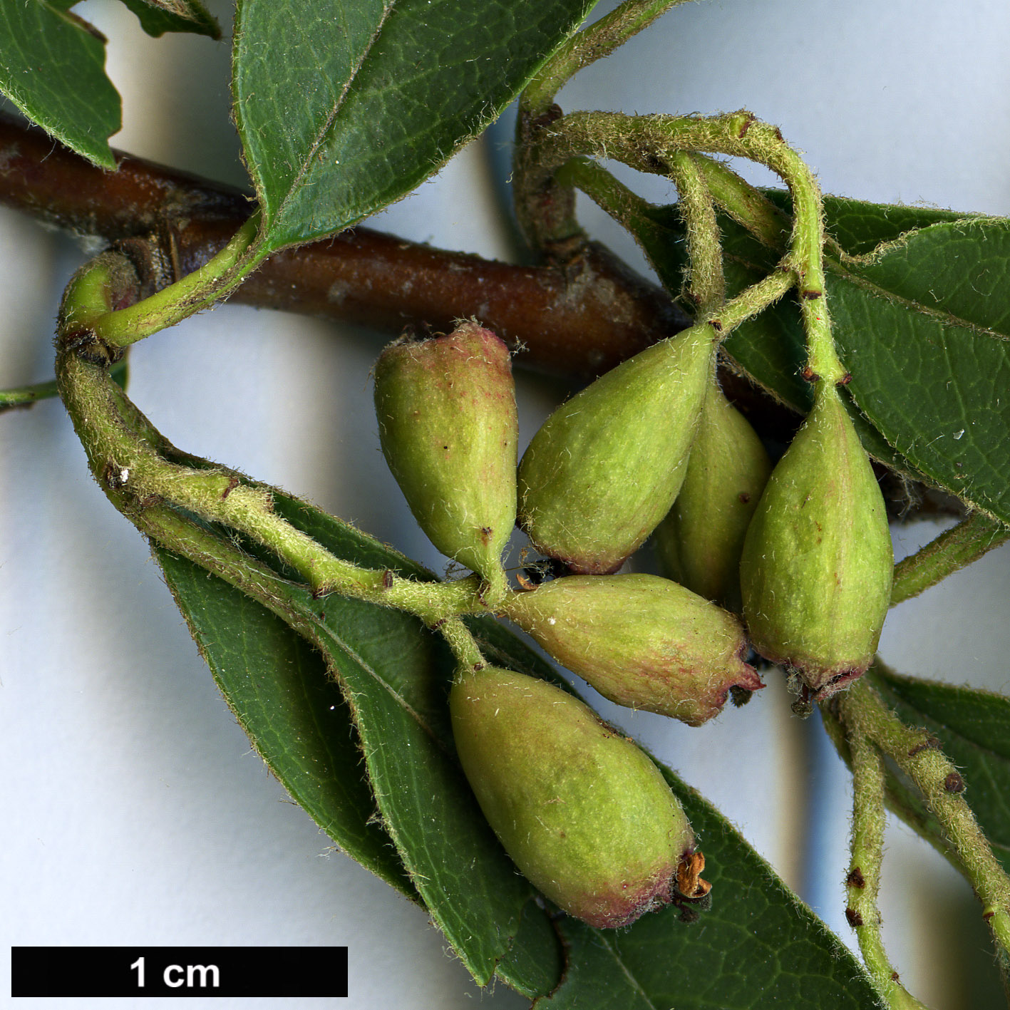 High resolution image: Family: Rosaceae - Genus: Cotoneaster - Taxon: wattii