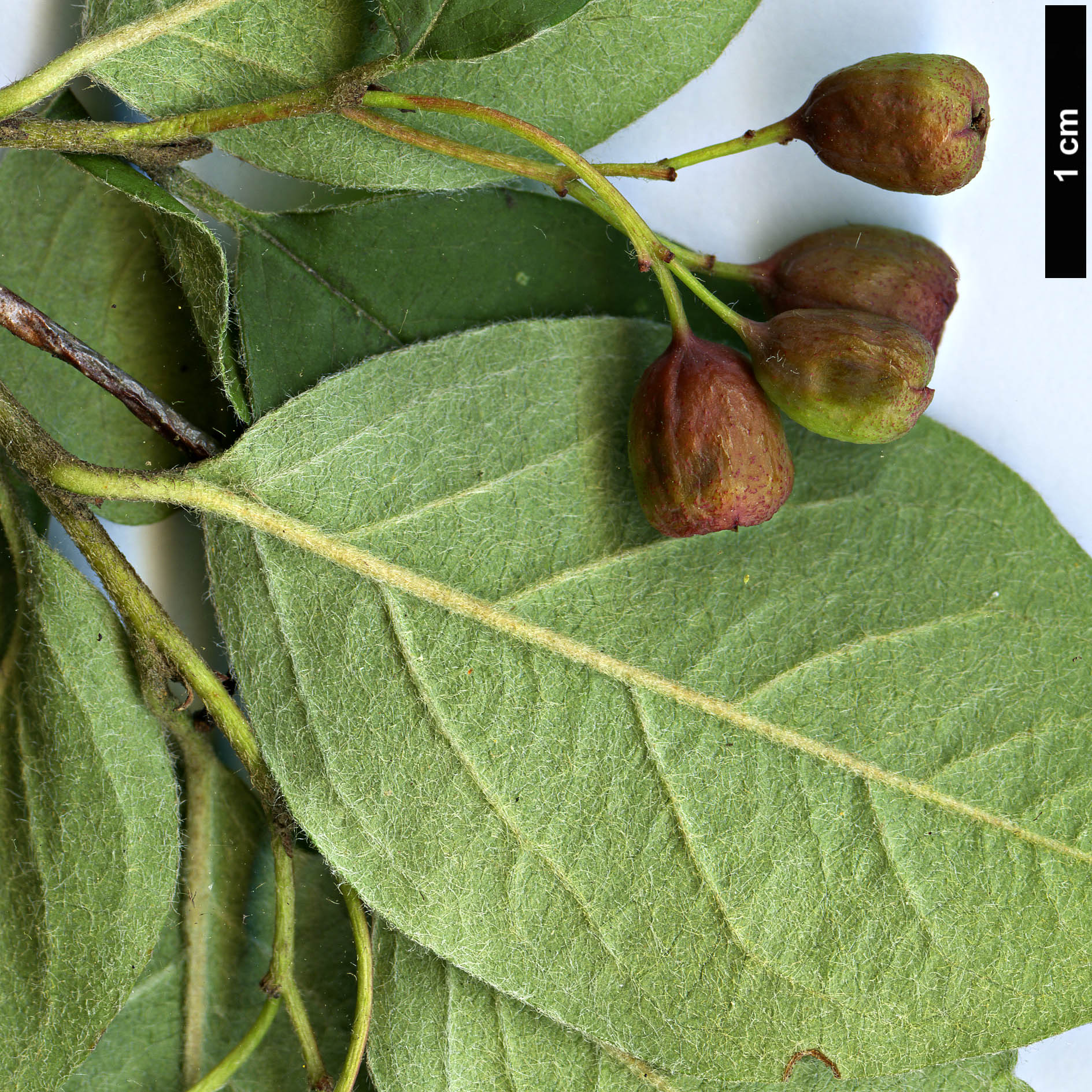 High resolution image: Family: Rosaceae - Genus: Cotoneaster - Taxon: wilsonii