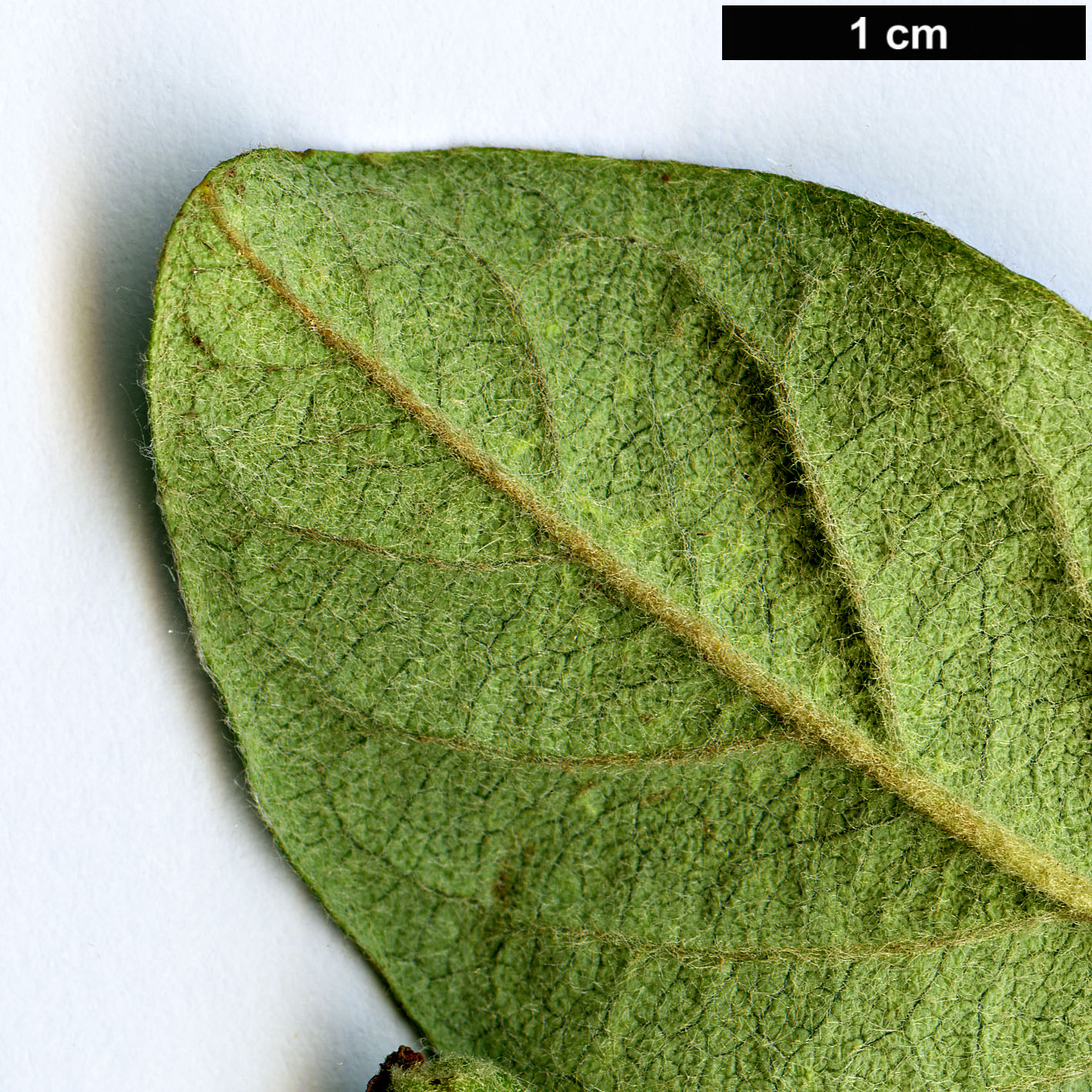 High resolution image: Family: Rosaceae - Genus: Cotoneaster - Taxon: zabeli